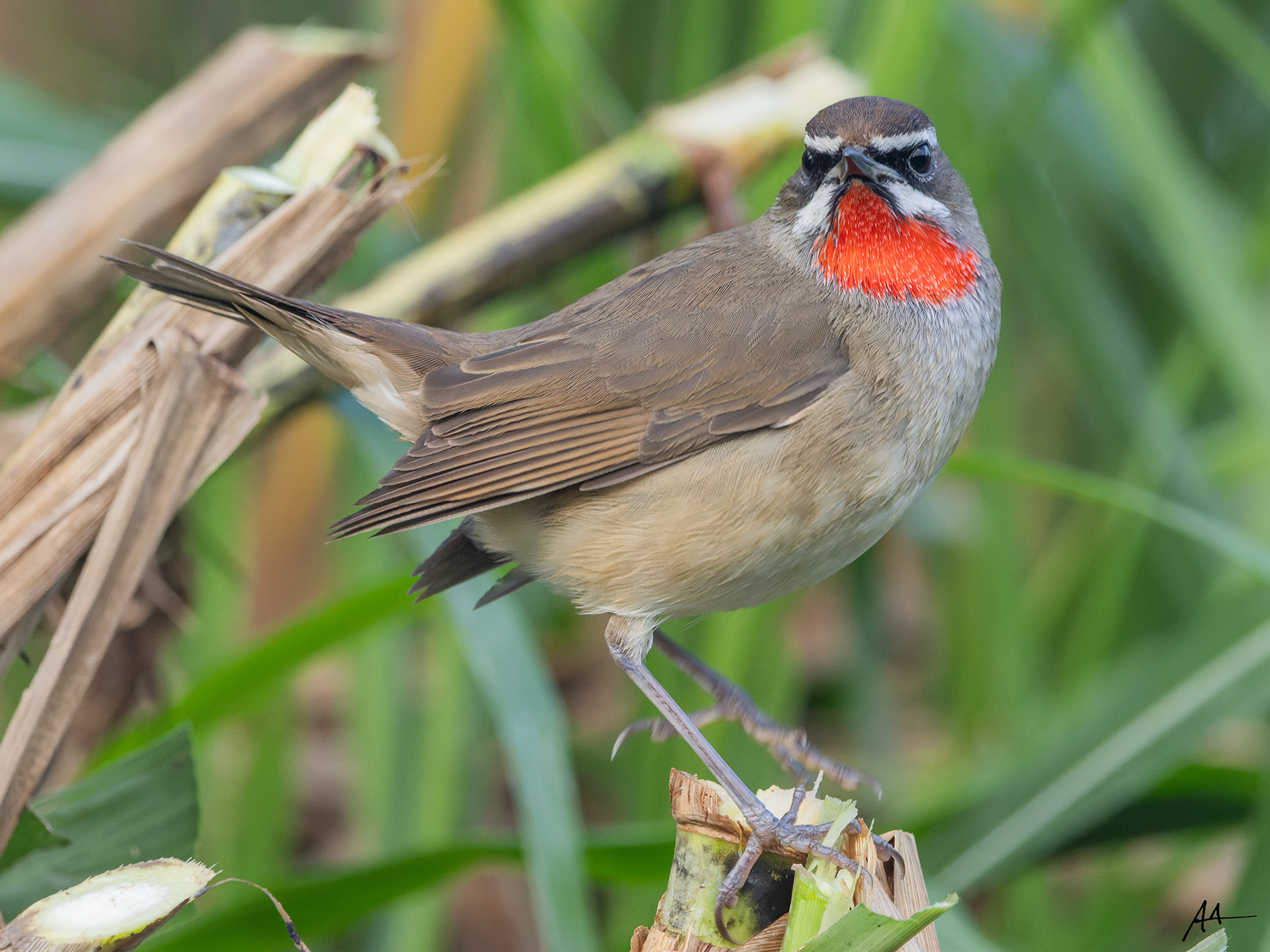 Siberian Rubythroat