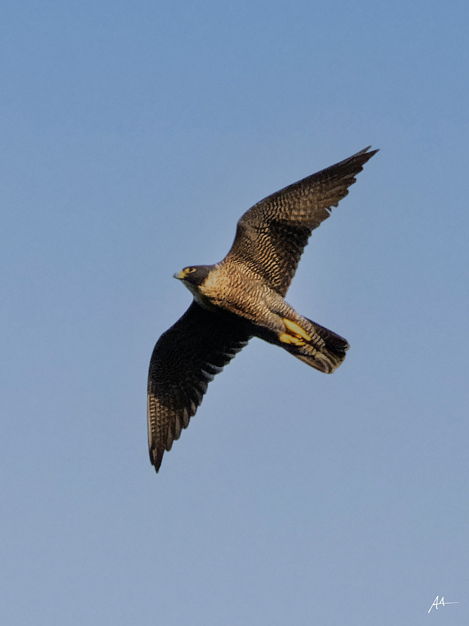 Peregrine Falcon (Ernesti)