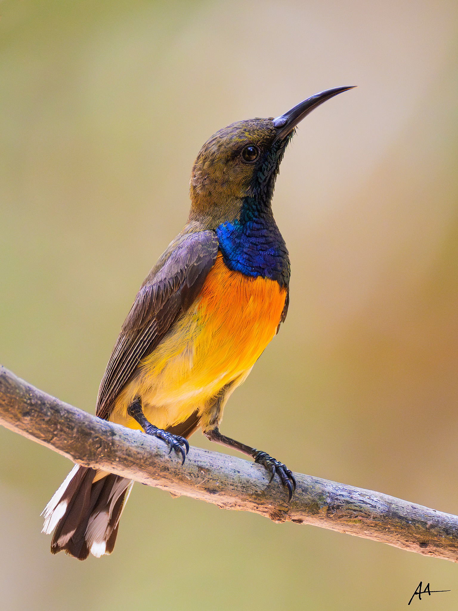Palawan Sunbird