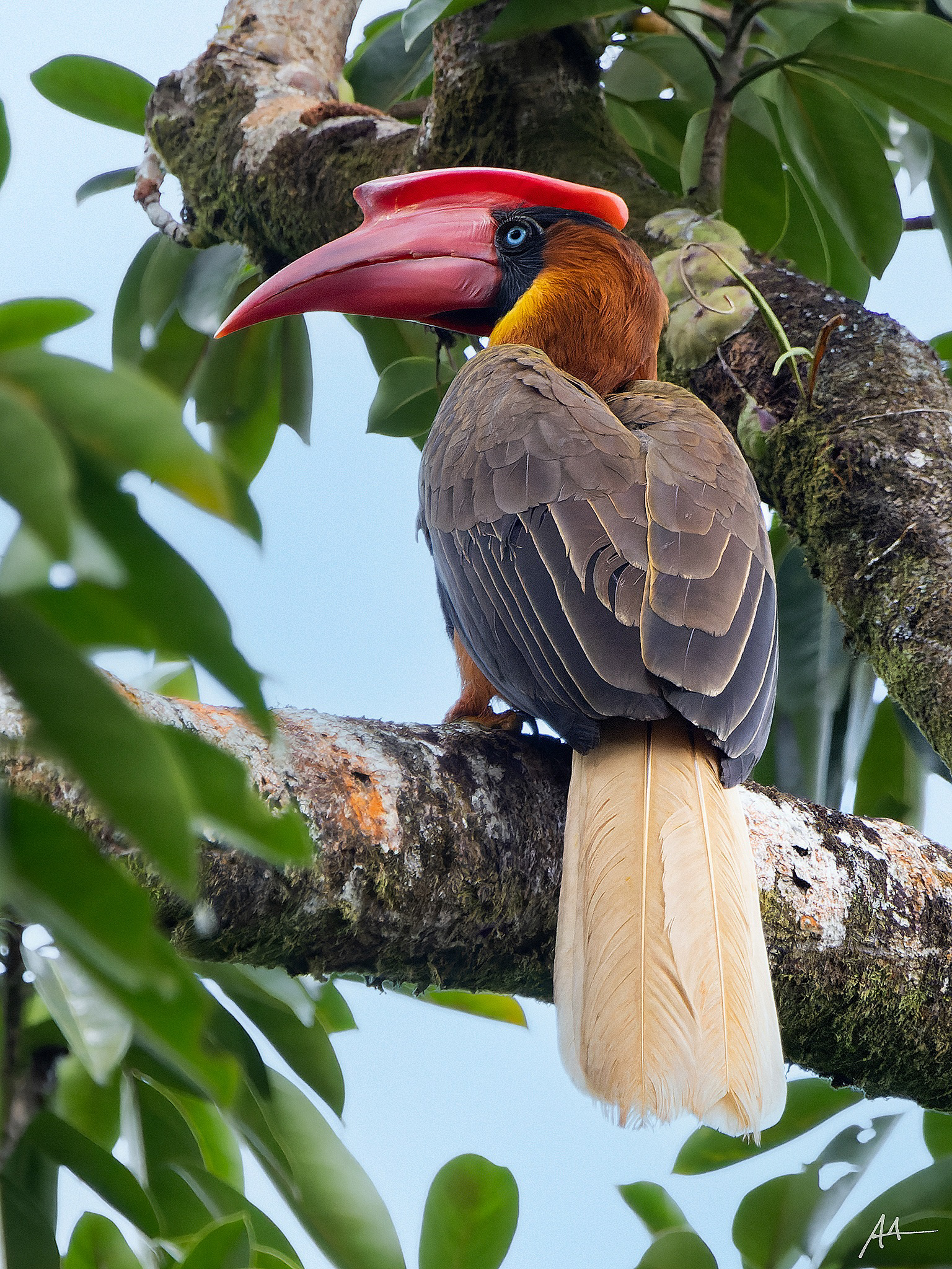 Northern Rufous Hornbill