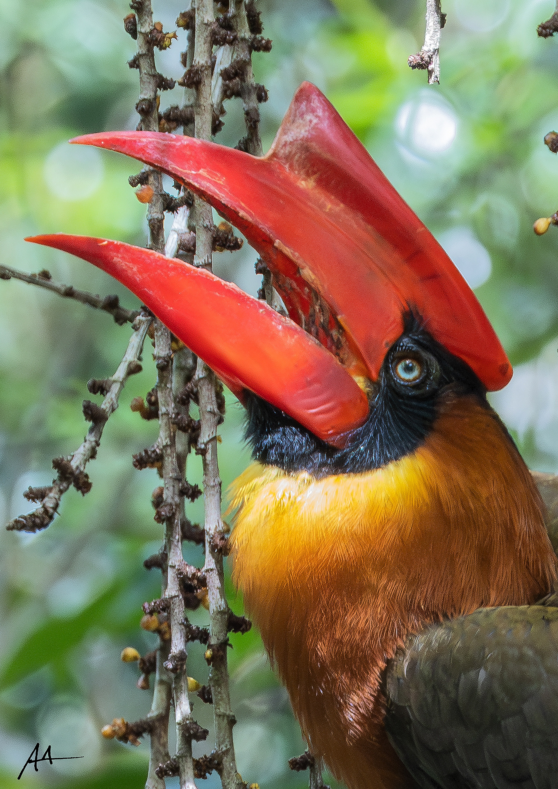 Northern Rufous Hornbill