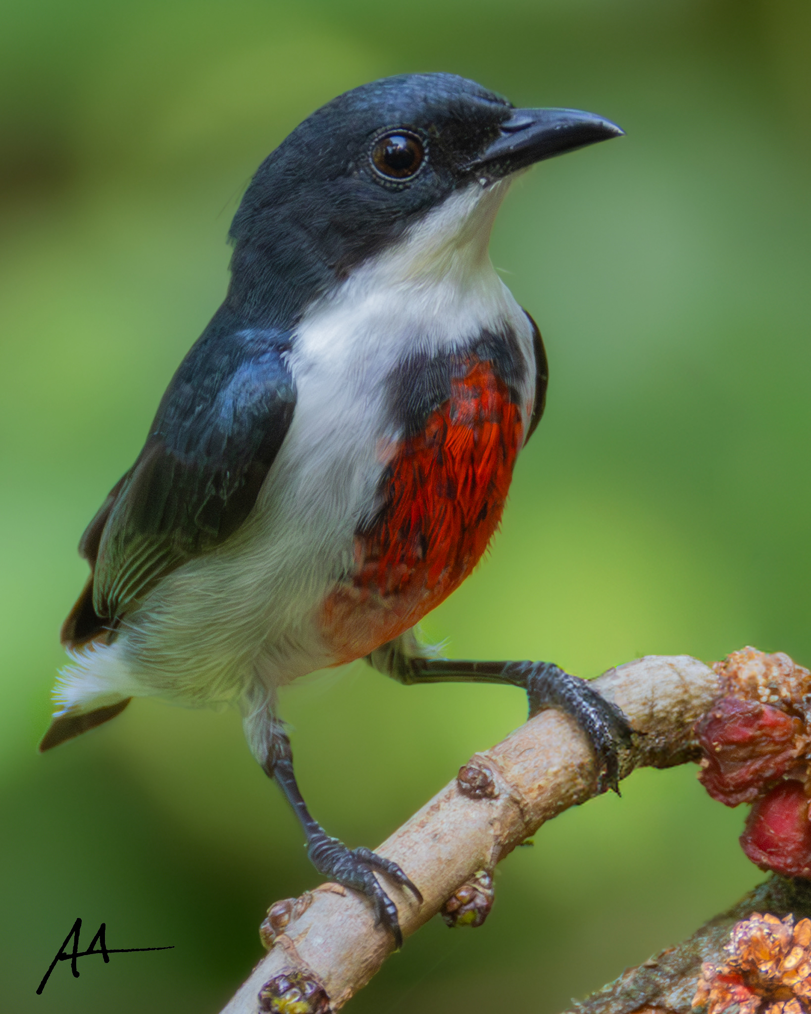 Black-belted Flowerpecker