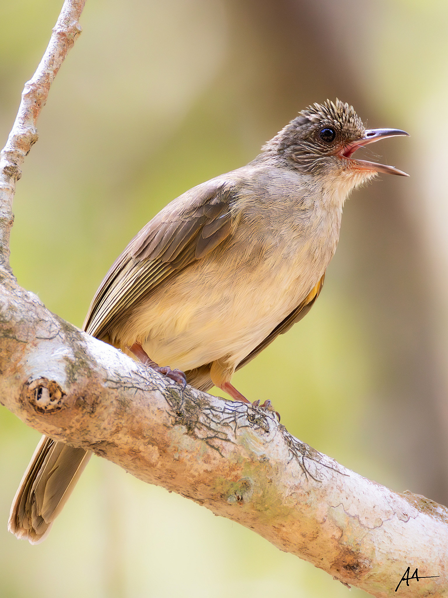 Ashy-fronted Bulbul | May 2024 | Coron, Palawan