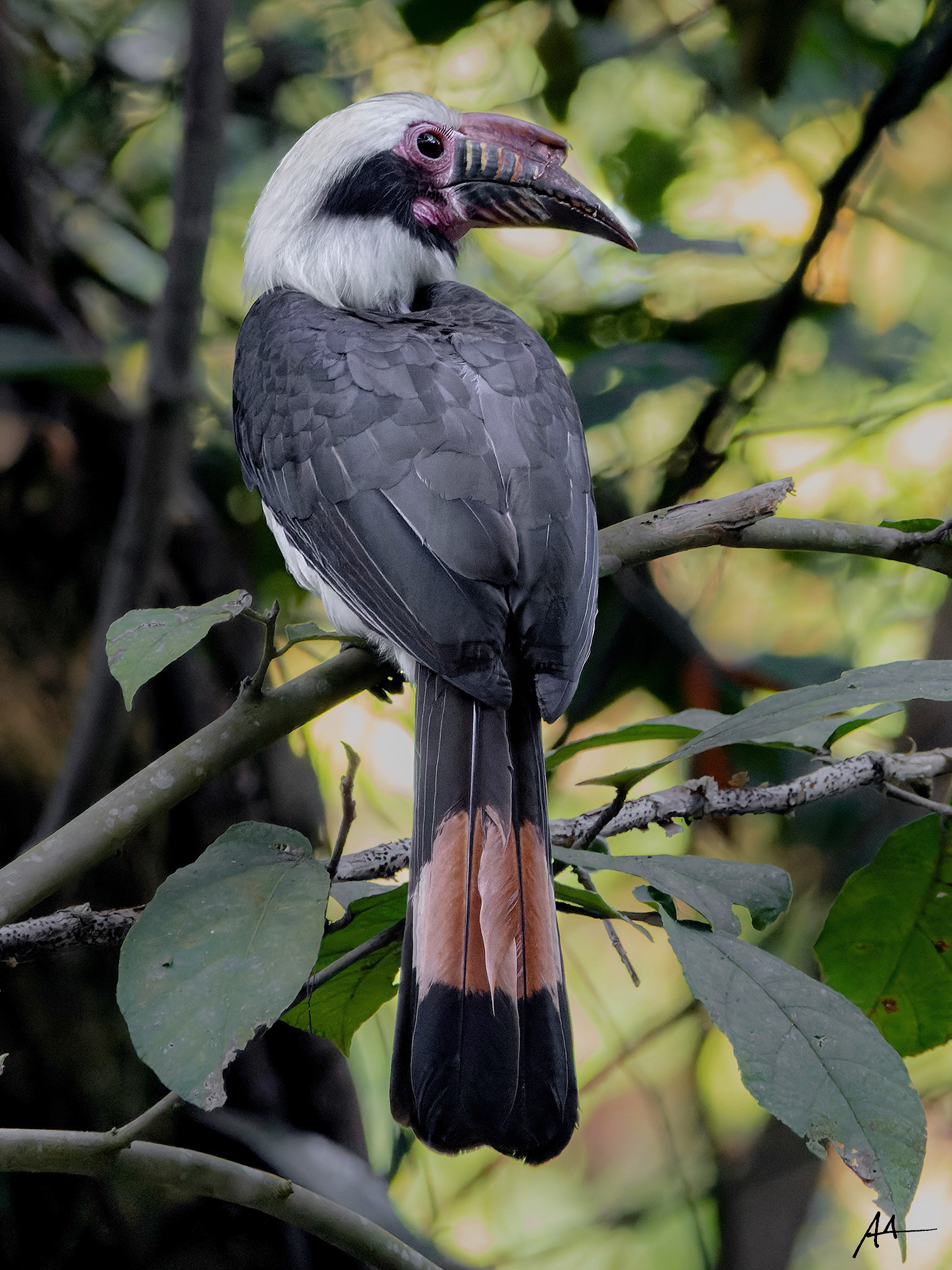 Luzon Hornbill (Male)