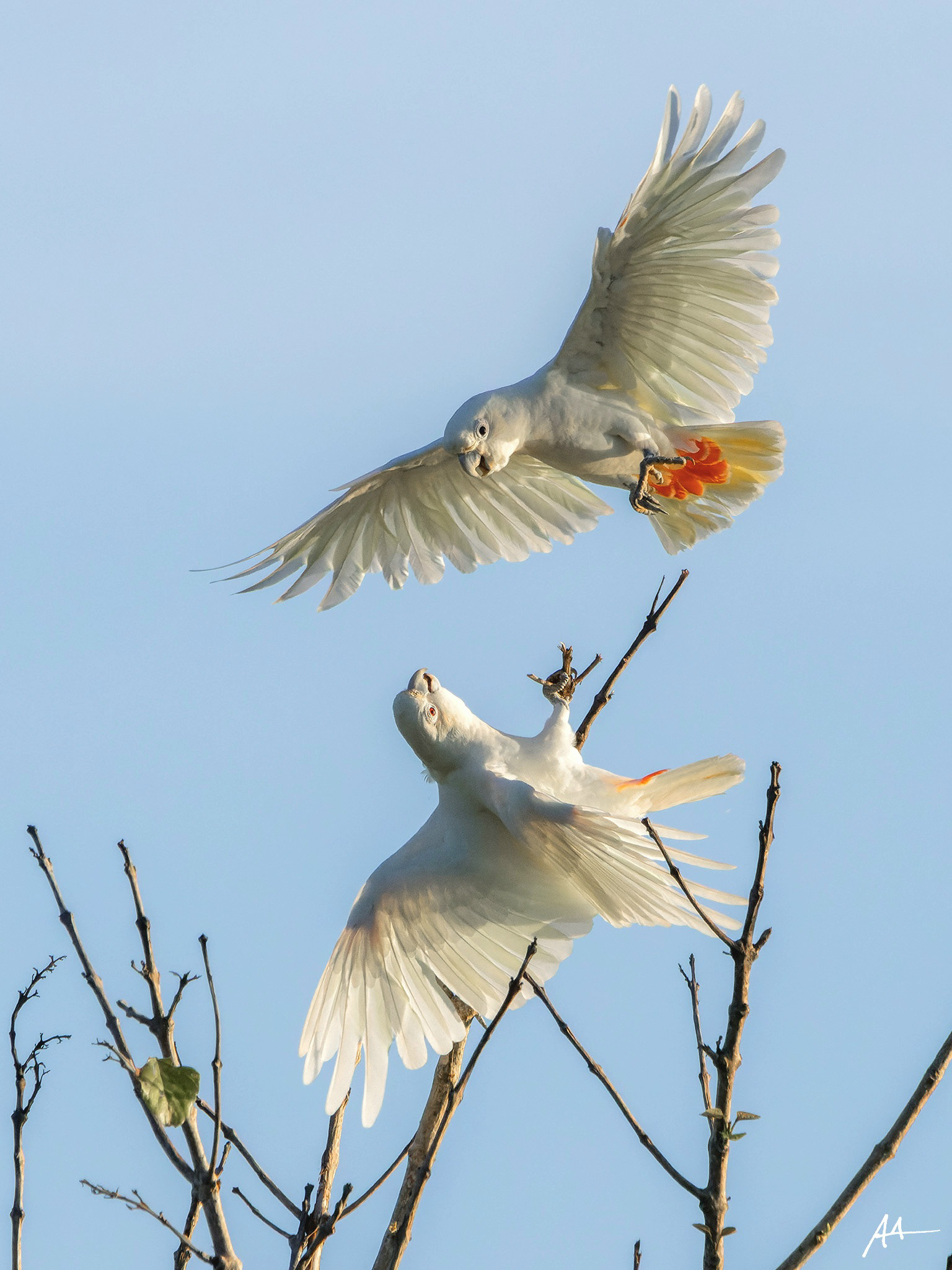 Philippine Cockatoo (Pair)
