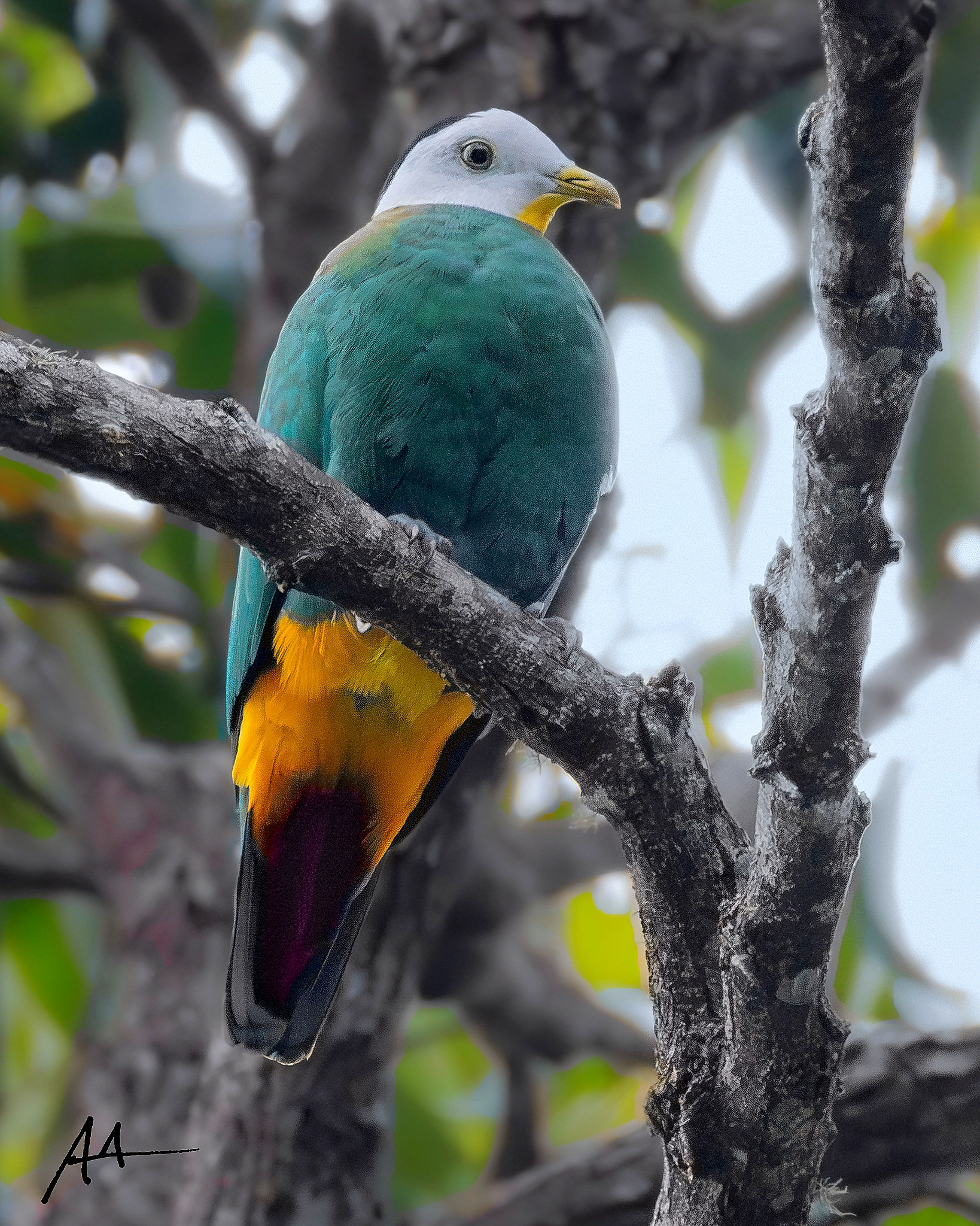 Black-naped Fruit Dove