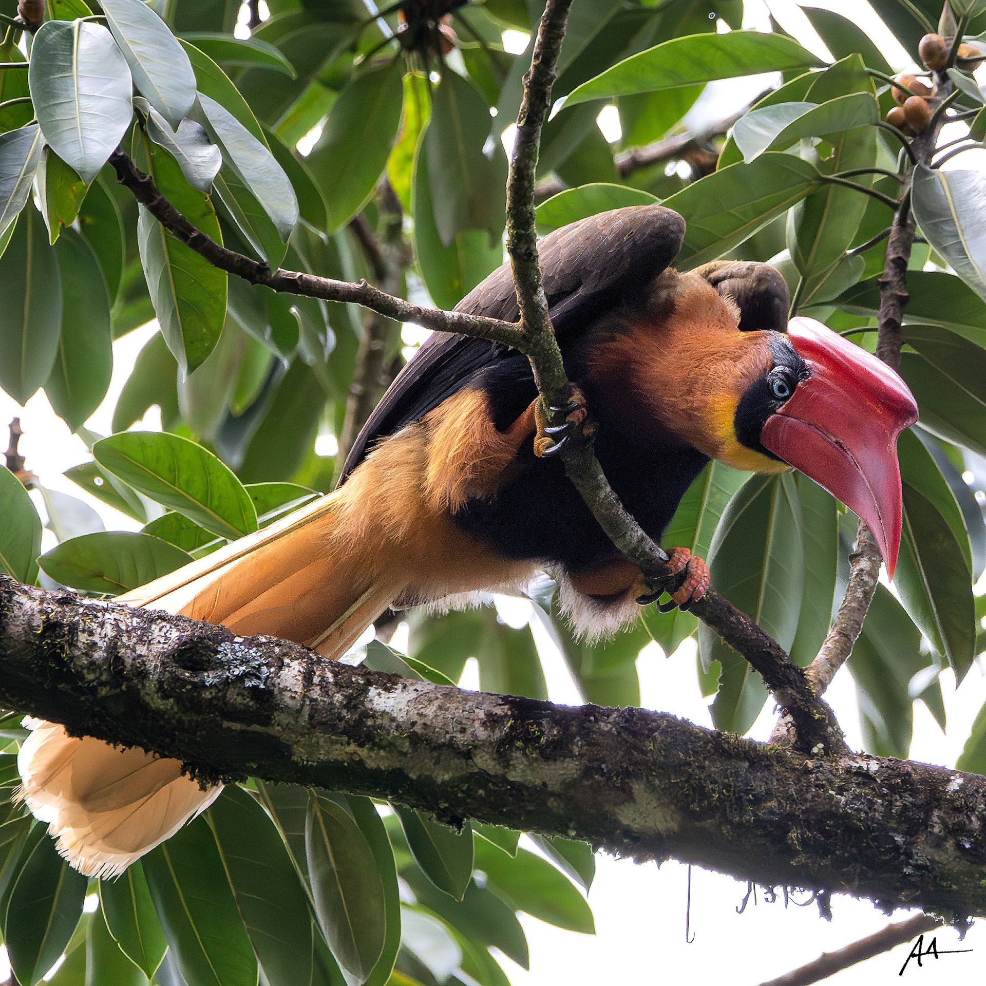 Northern Rufous Hornbill