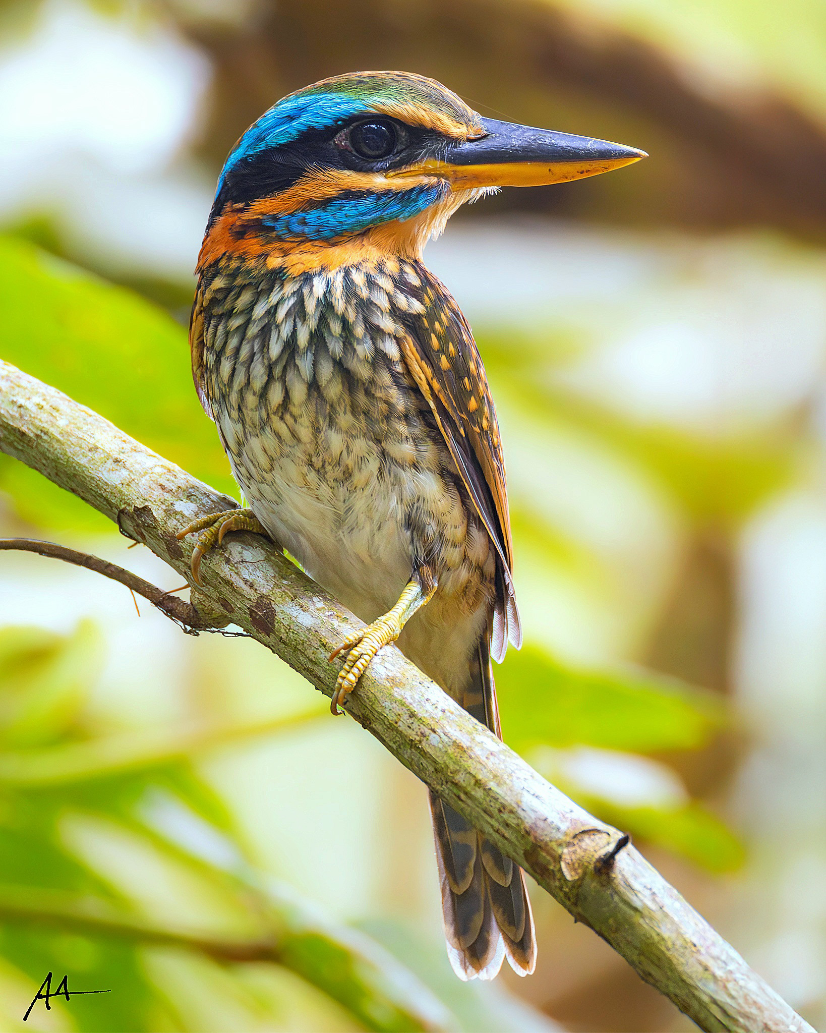 Spotted Wood Kingfisher