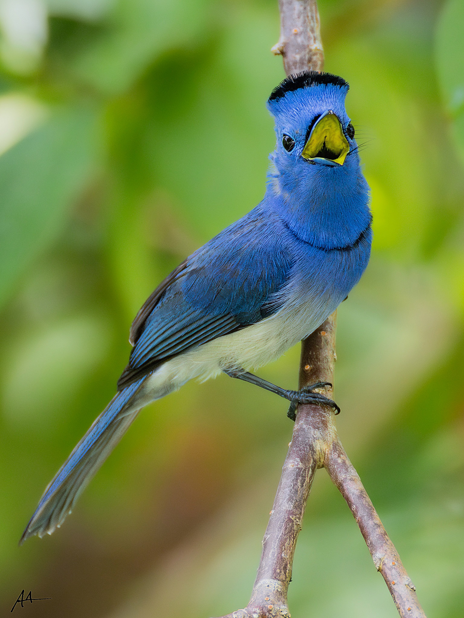 Black-naped Monarch
