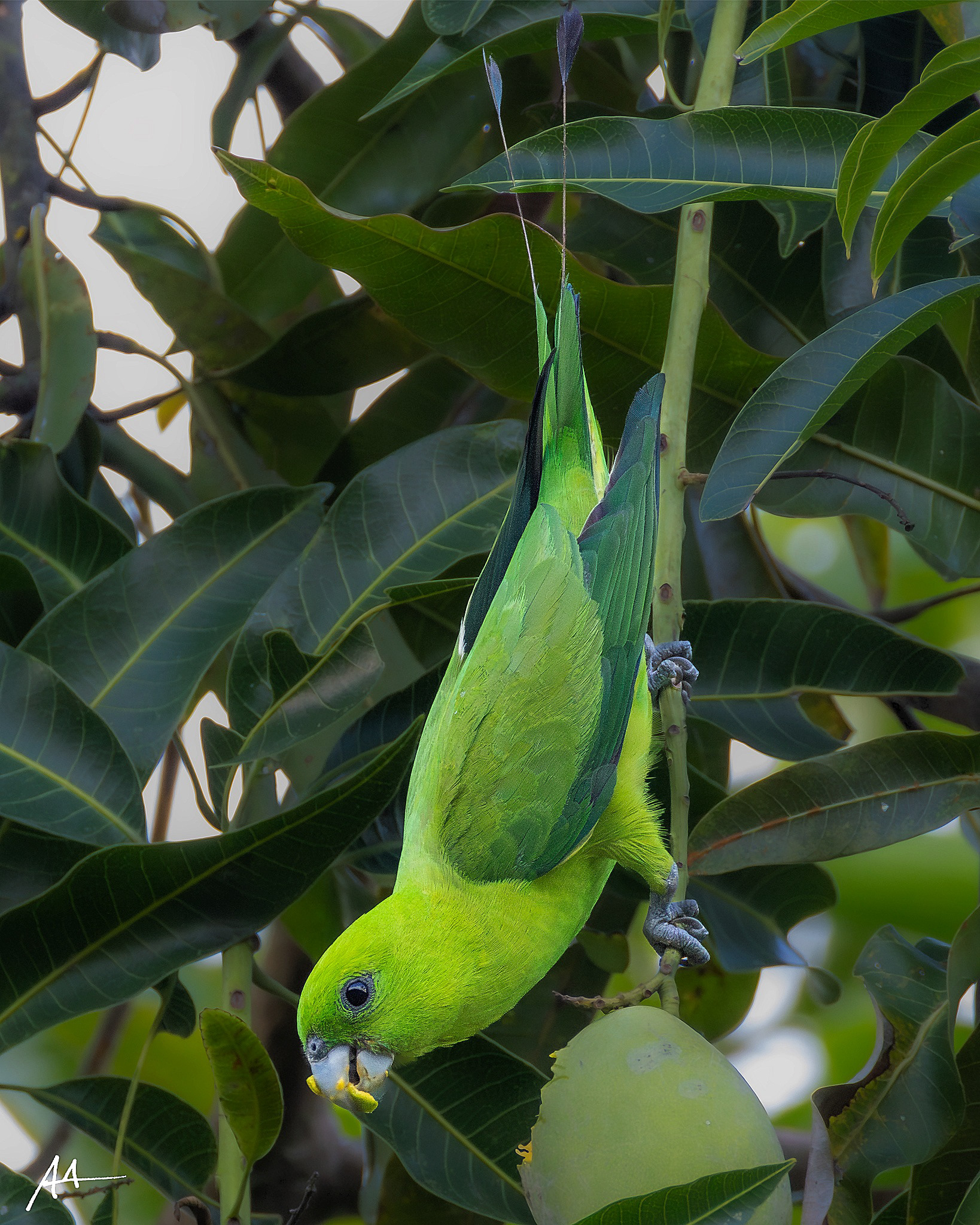 Green Racket-tail