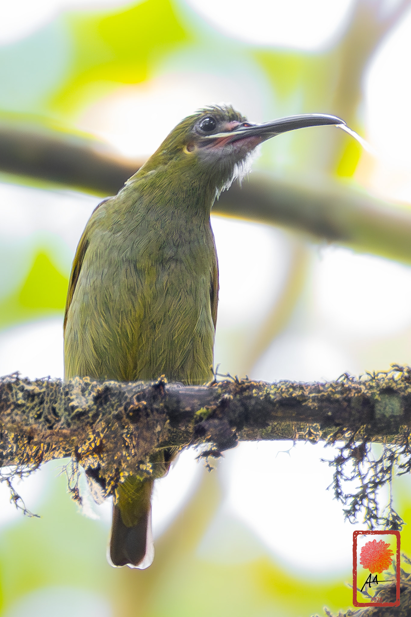 Naked-faced Spiderhunter