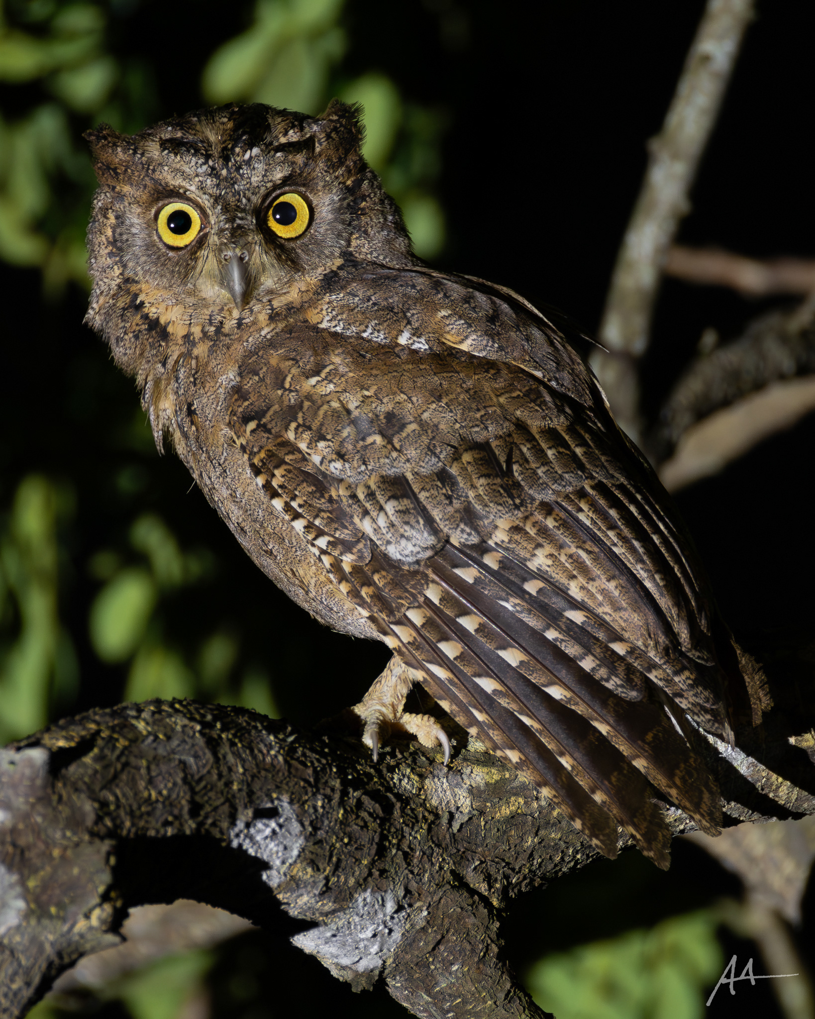 Mantanani Scops Owl