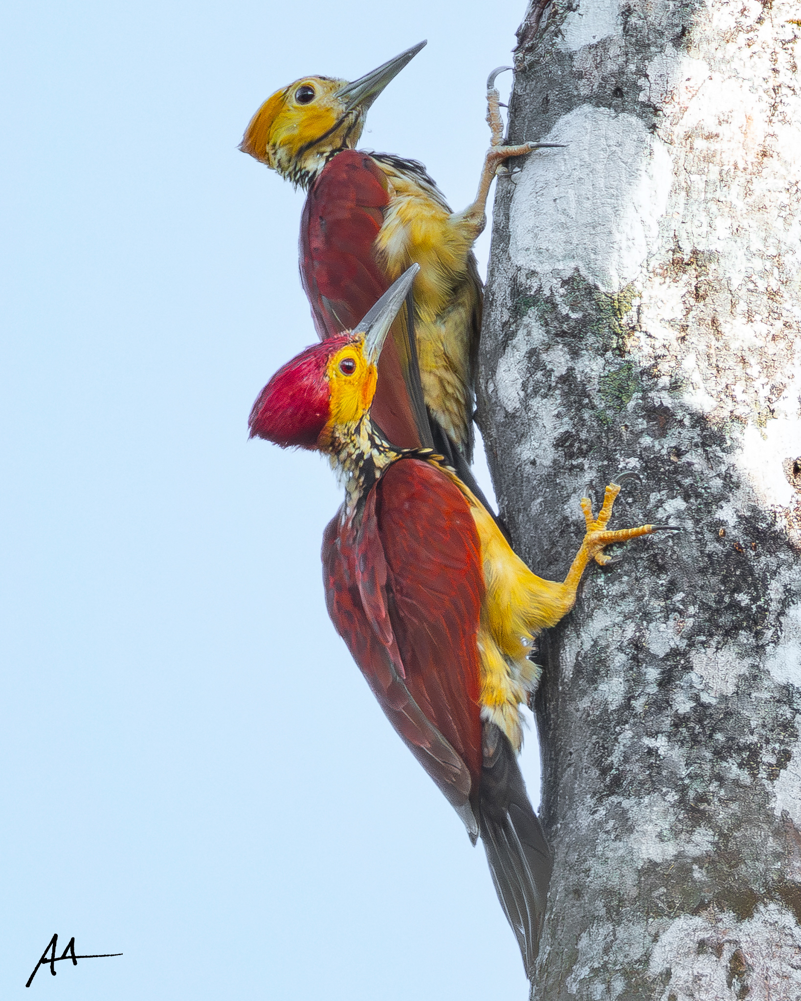 Yellow-faced Flameback (Pair)