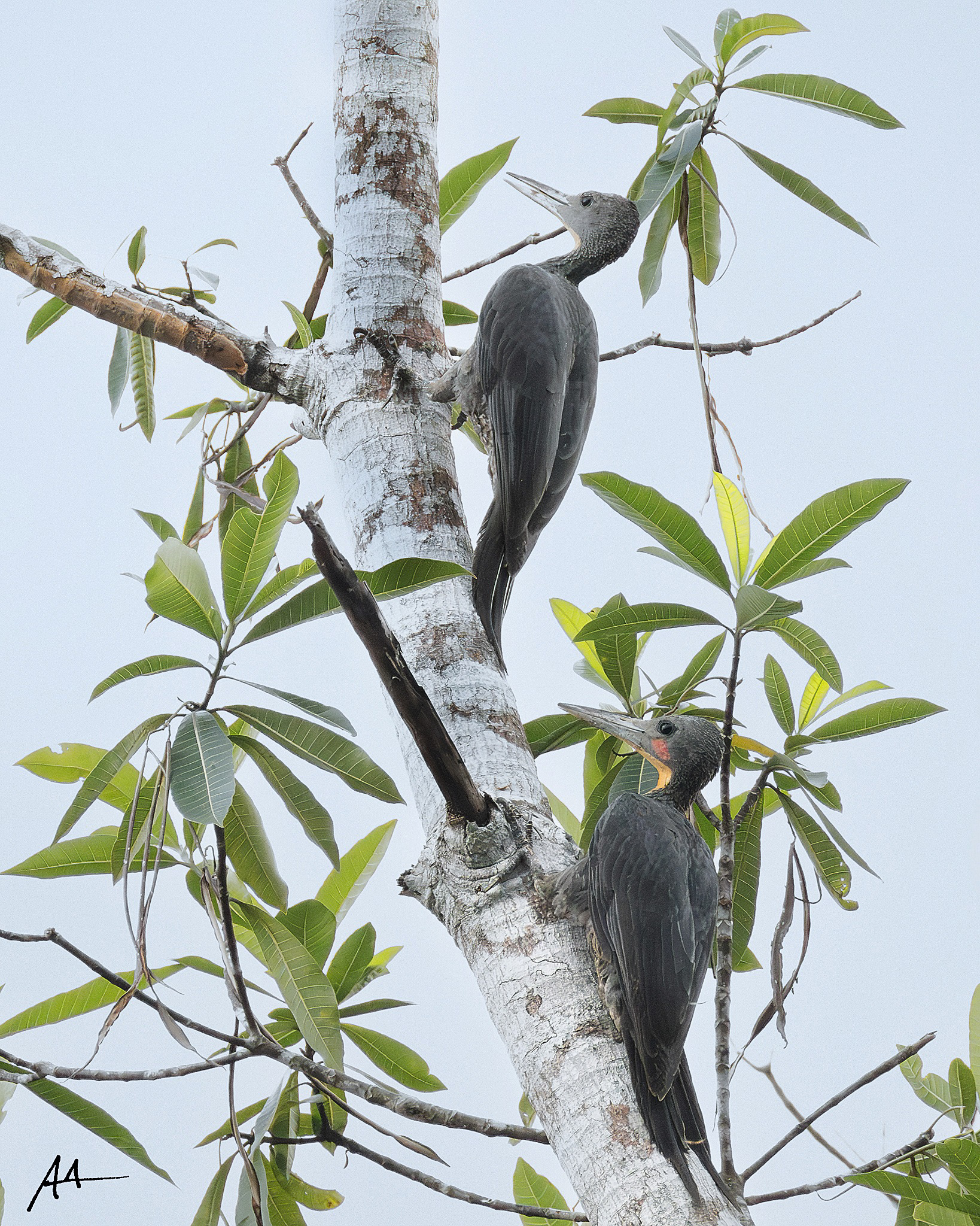 Greaty Slaty Woodpecker (Pair)