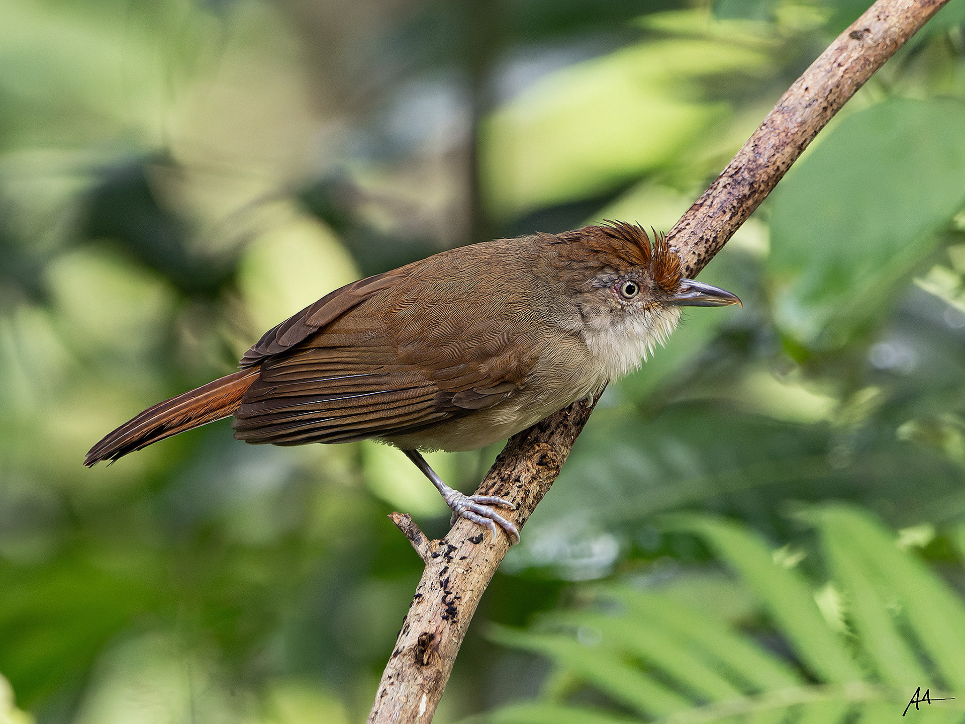 Melodious Babbler | November 2023 | Puerto Princesa, Palawan