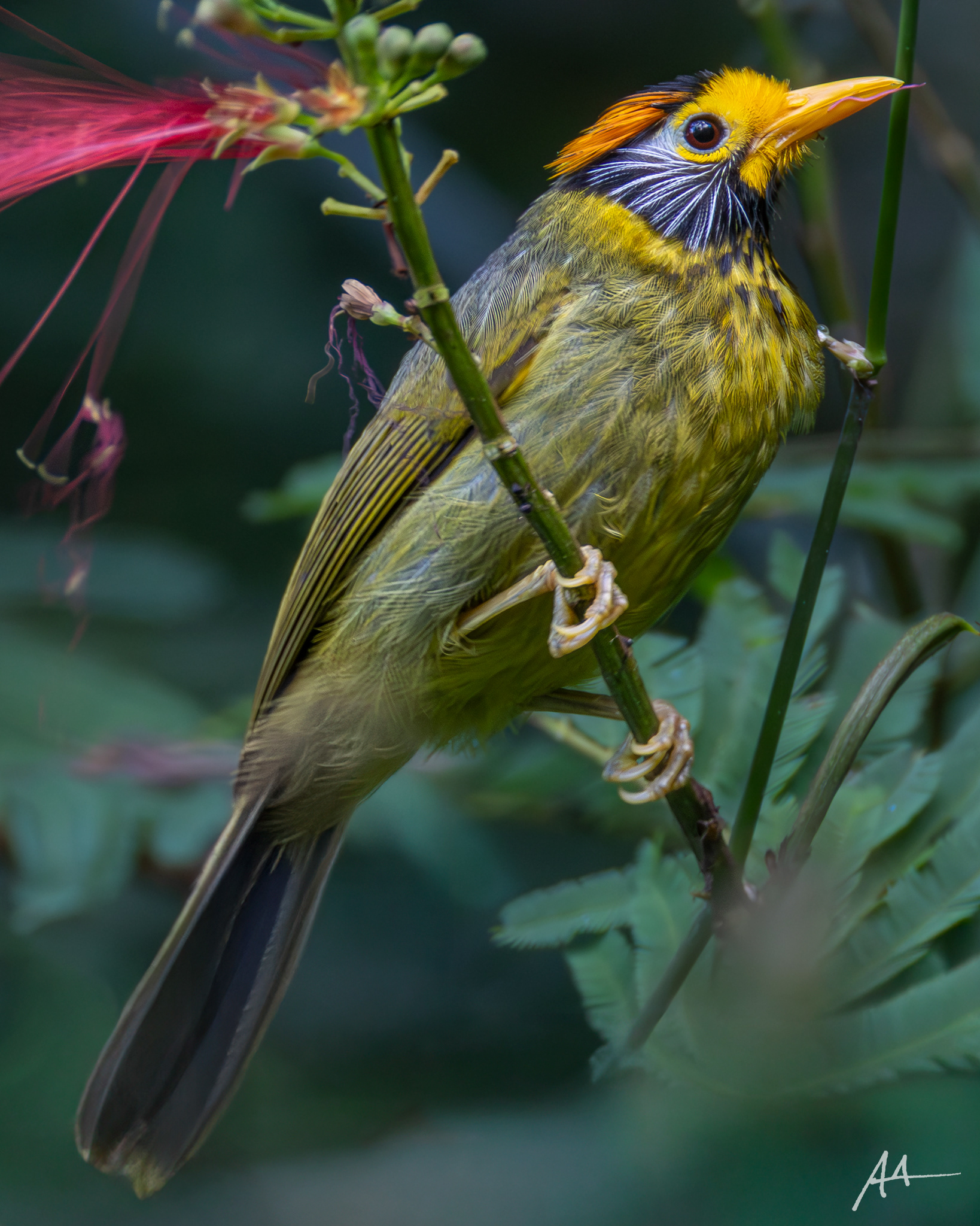 Flame-templed Babbler