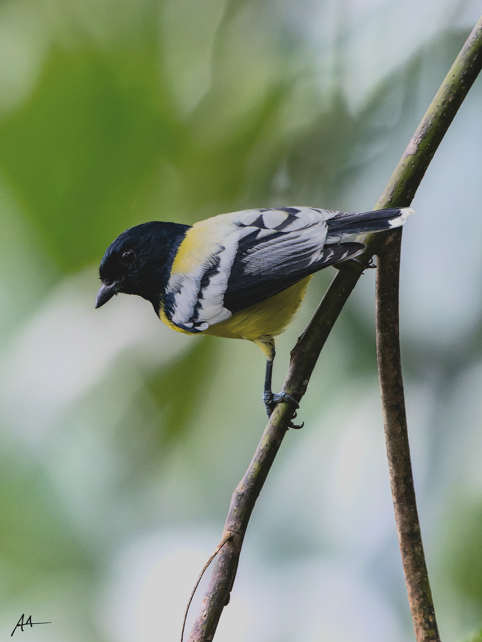 Palawan Tit | January 2024 | Puerto Princesa, Palawan