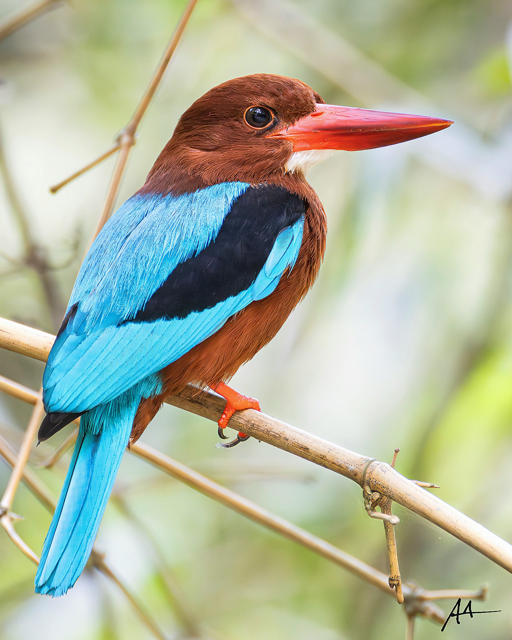 Brown-breasted Kingfisher