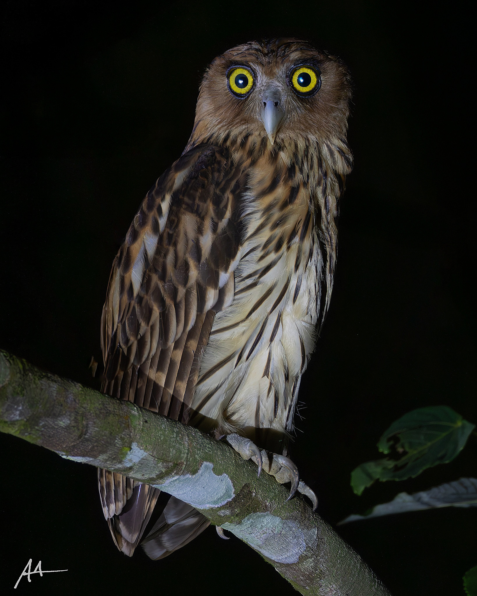 Philippine Eagle Owl