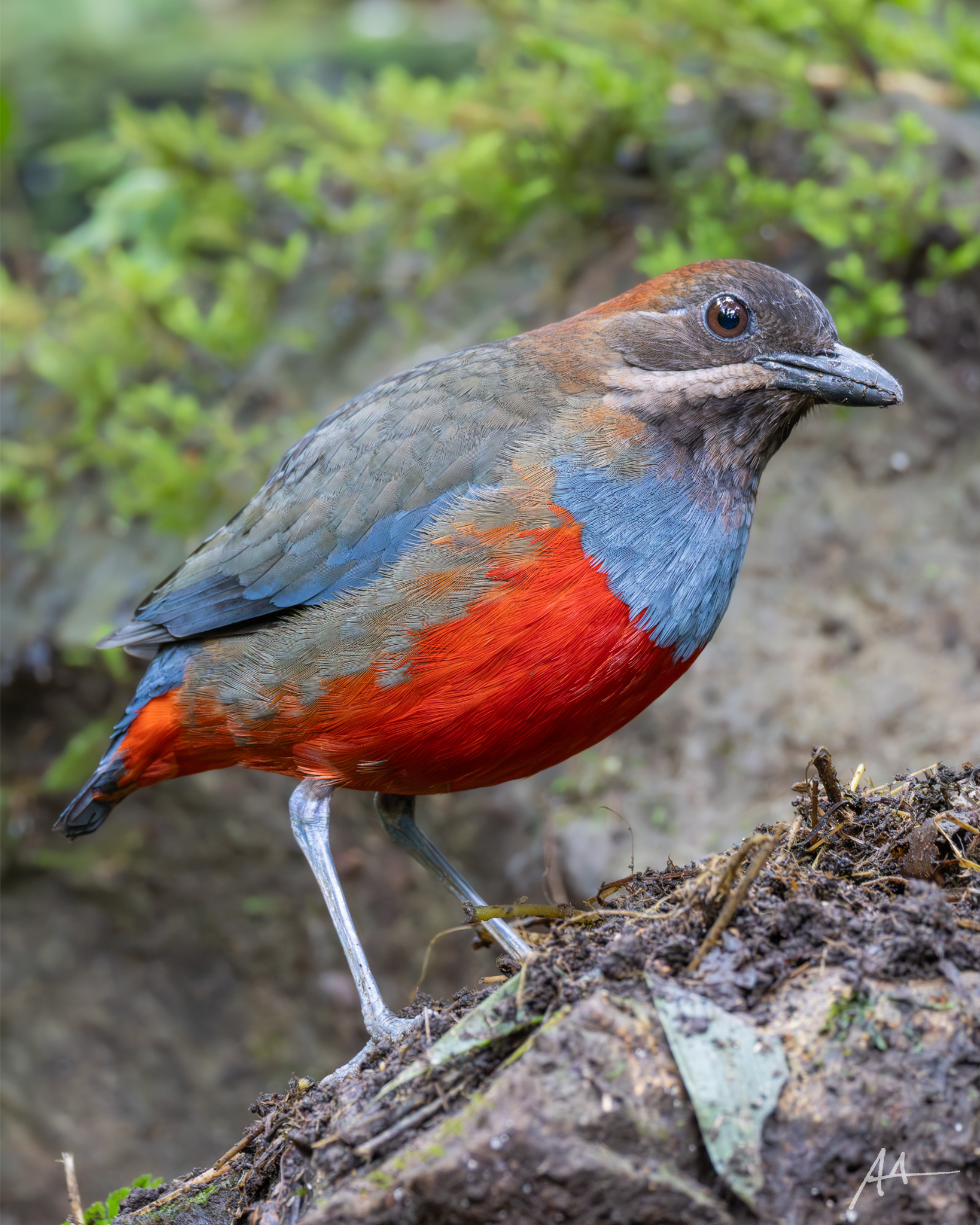 Whiskered Pitta (Male)
