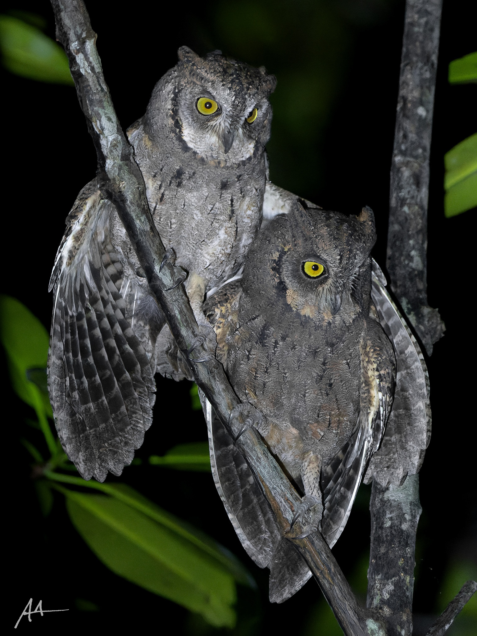 Mantanani Scops Owl (Pair)