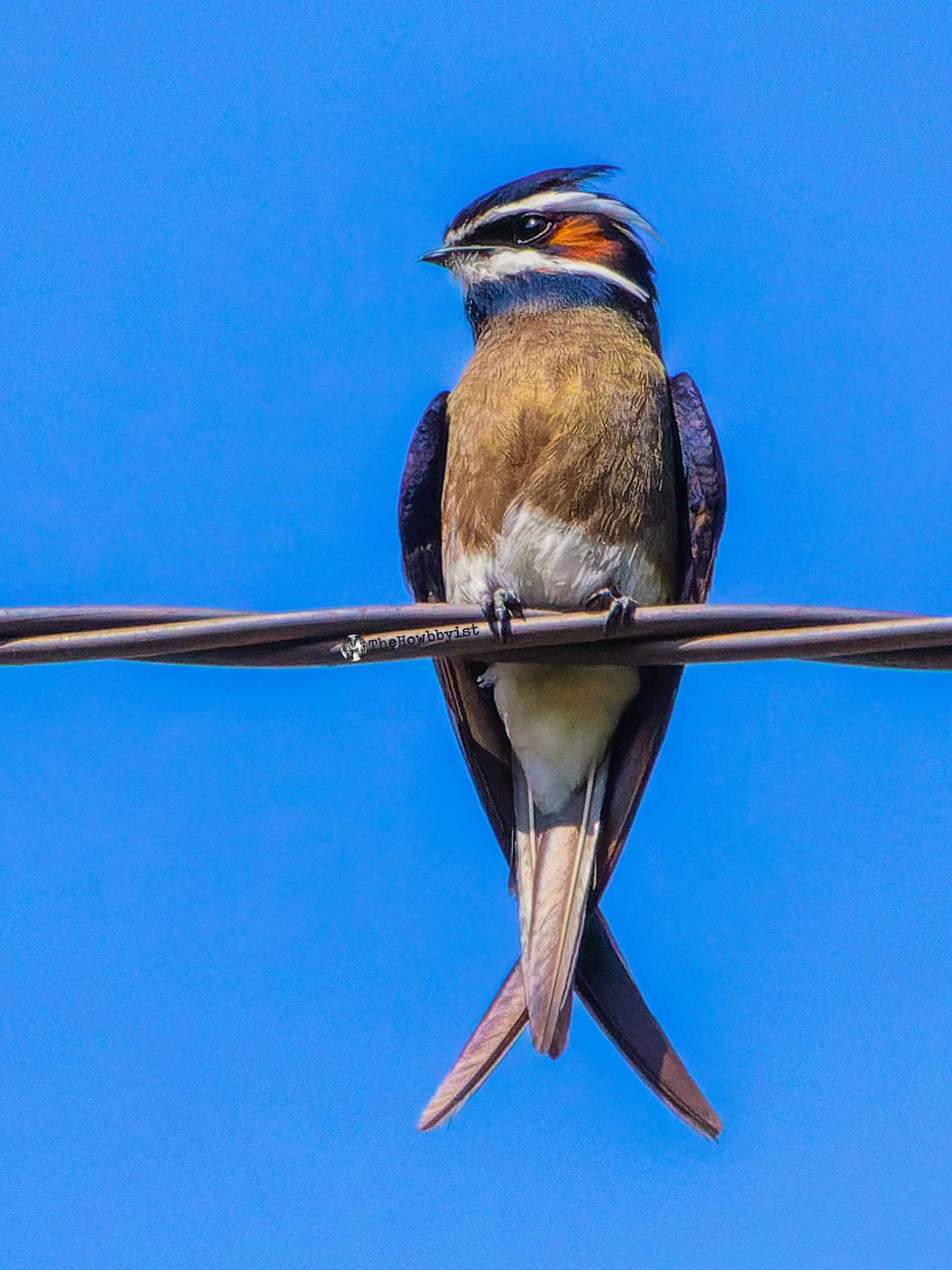Whiskered Treeswift