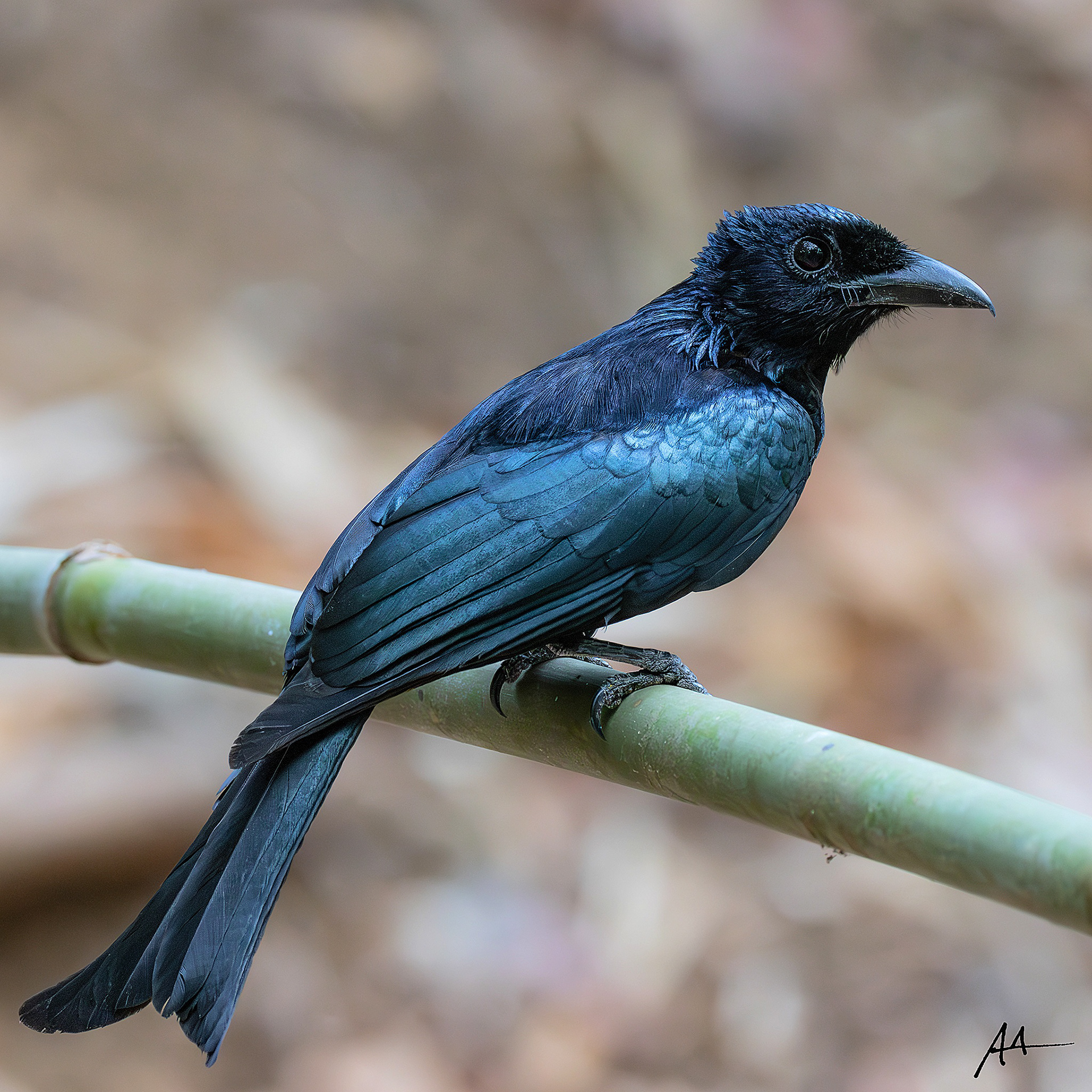 Palawan Drongo | May 2024 | Coron, Palawan