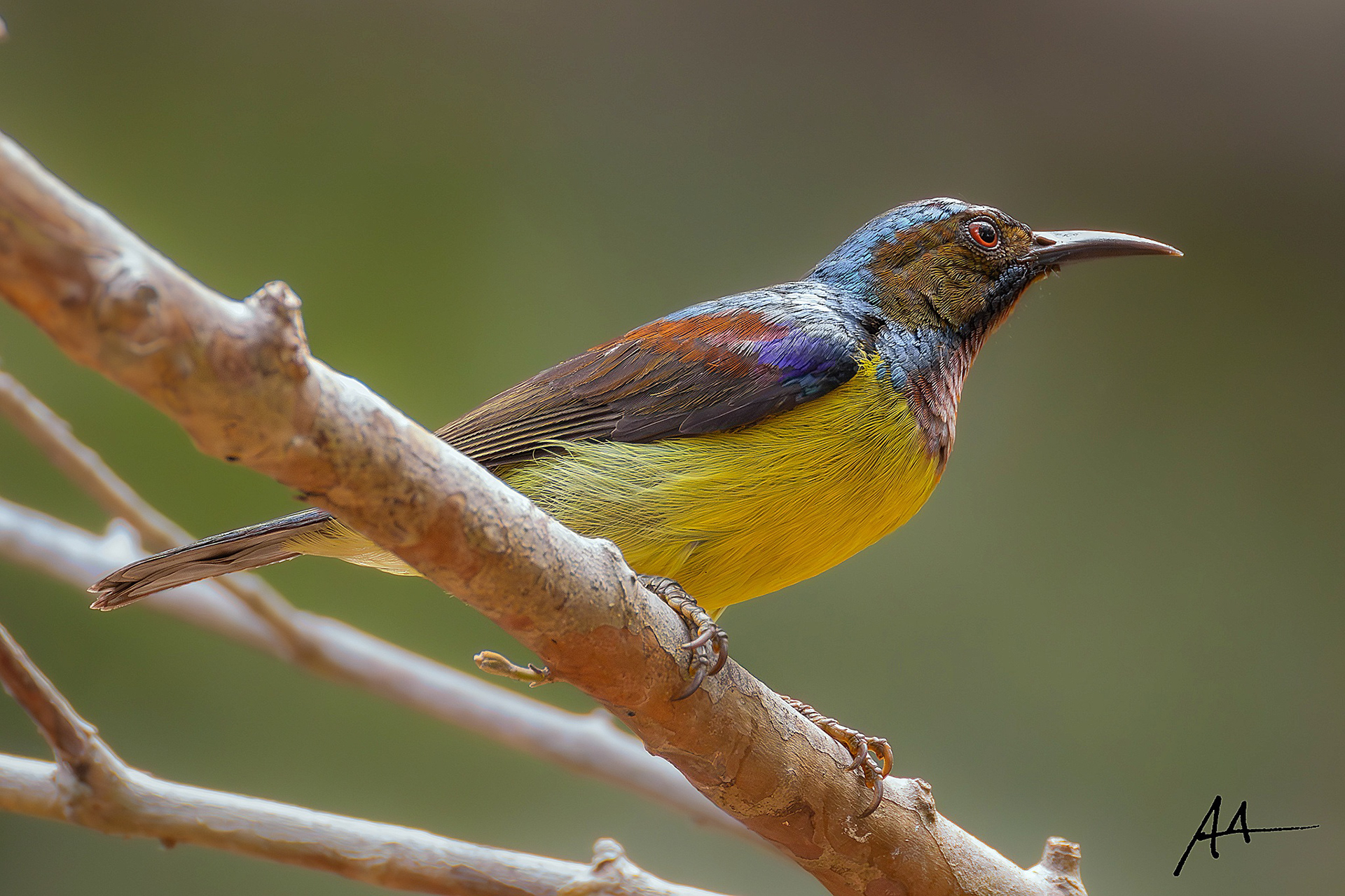 Brown-throated Sunbird