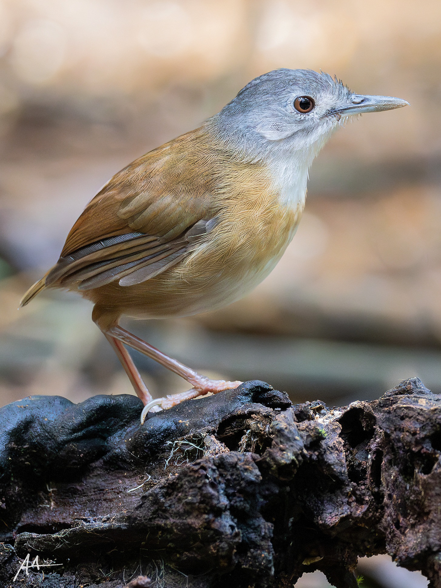 Ashy-headed Babbler | January 2025 | Puerto Princesa, Palawan