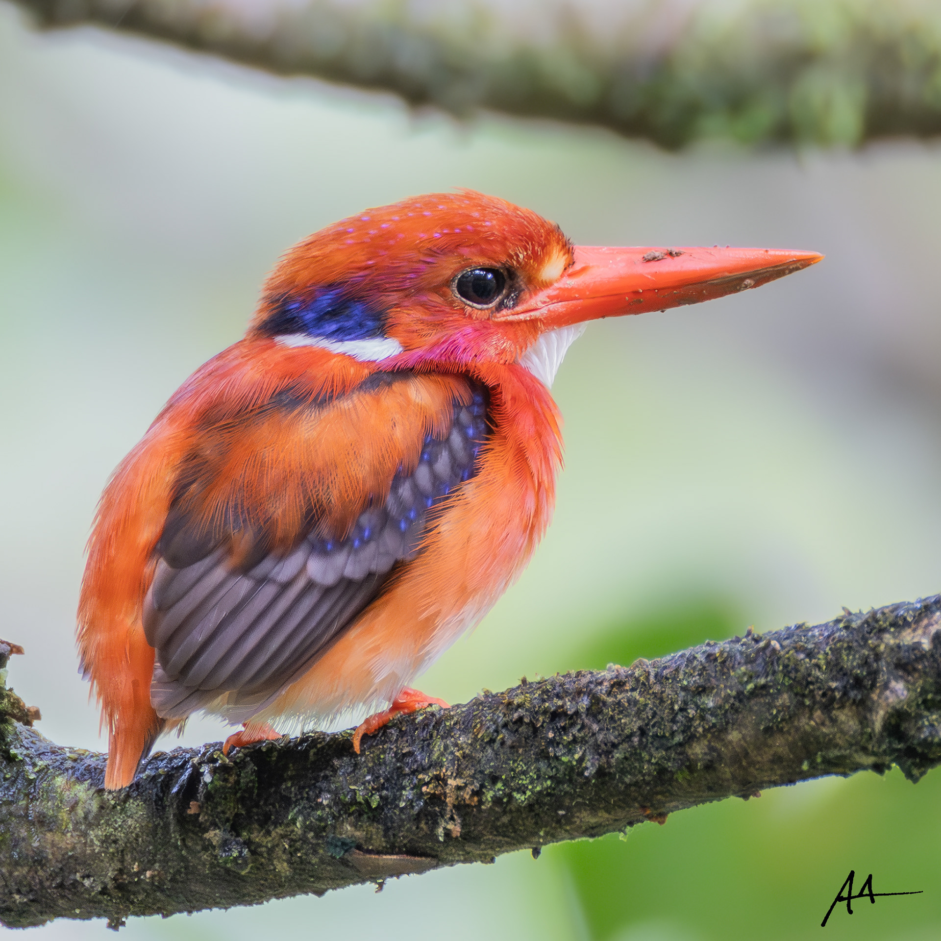 North Philippine Dwarf Kingfisher