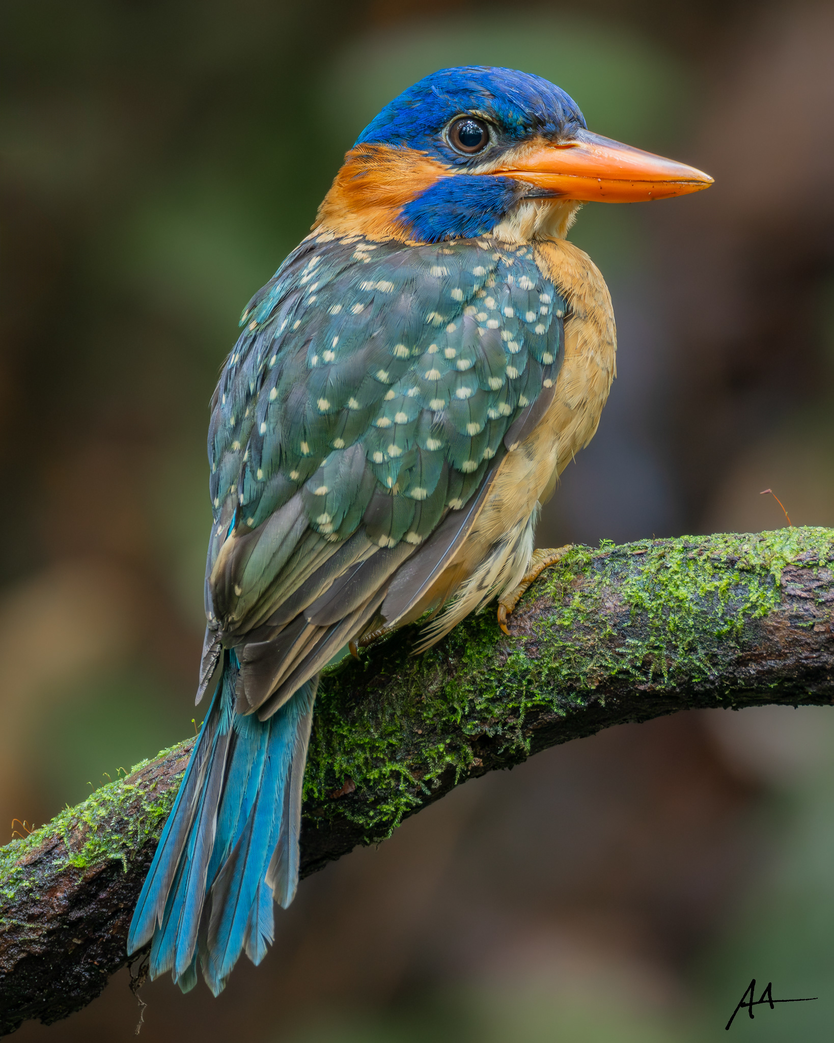 Blue-capped Kingfisher