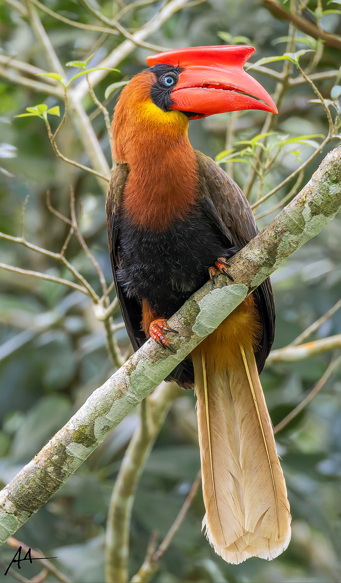 Northern Rufous Hornbill