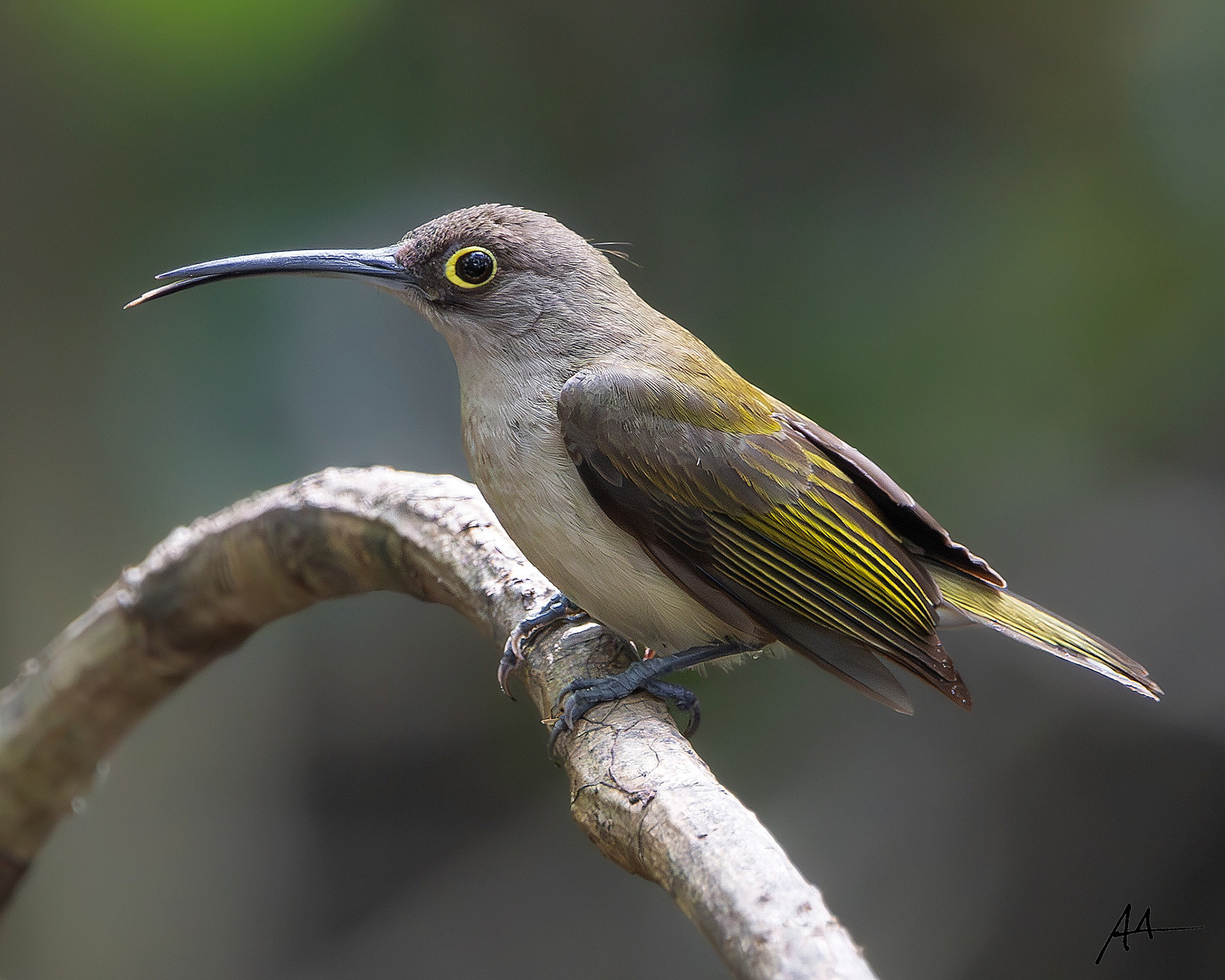 Pale Spiderhunter
