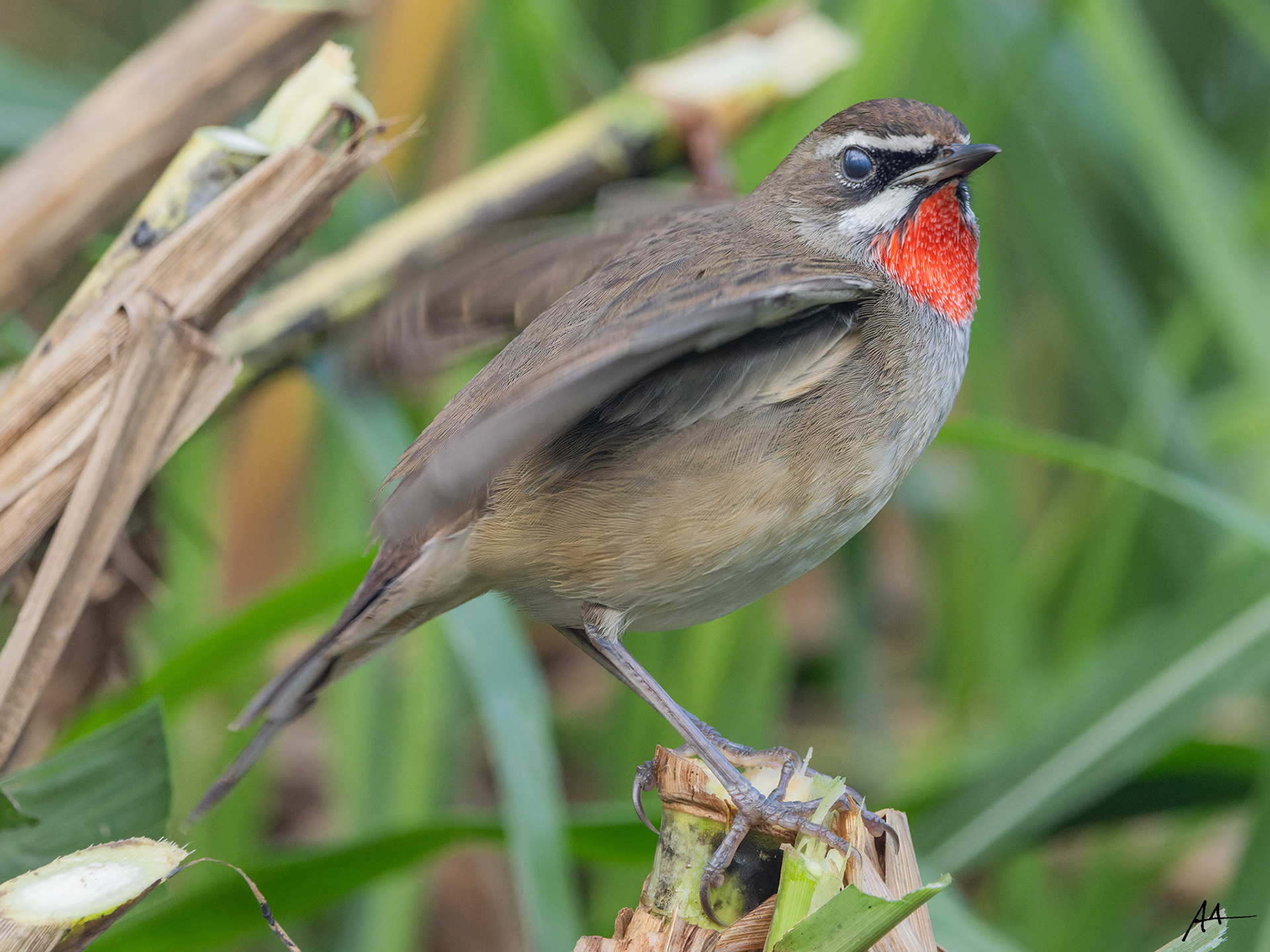 Siberian Rubythroat