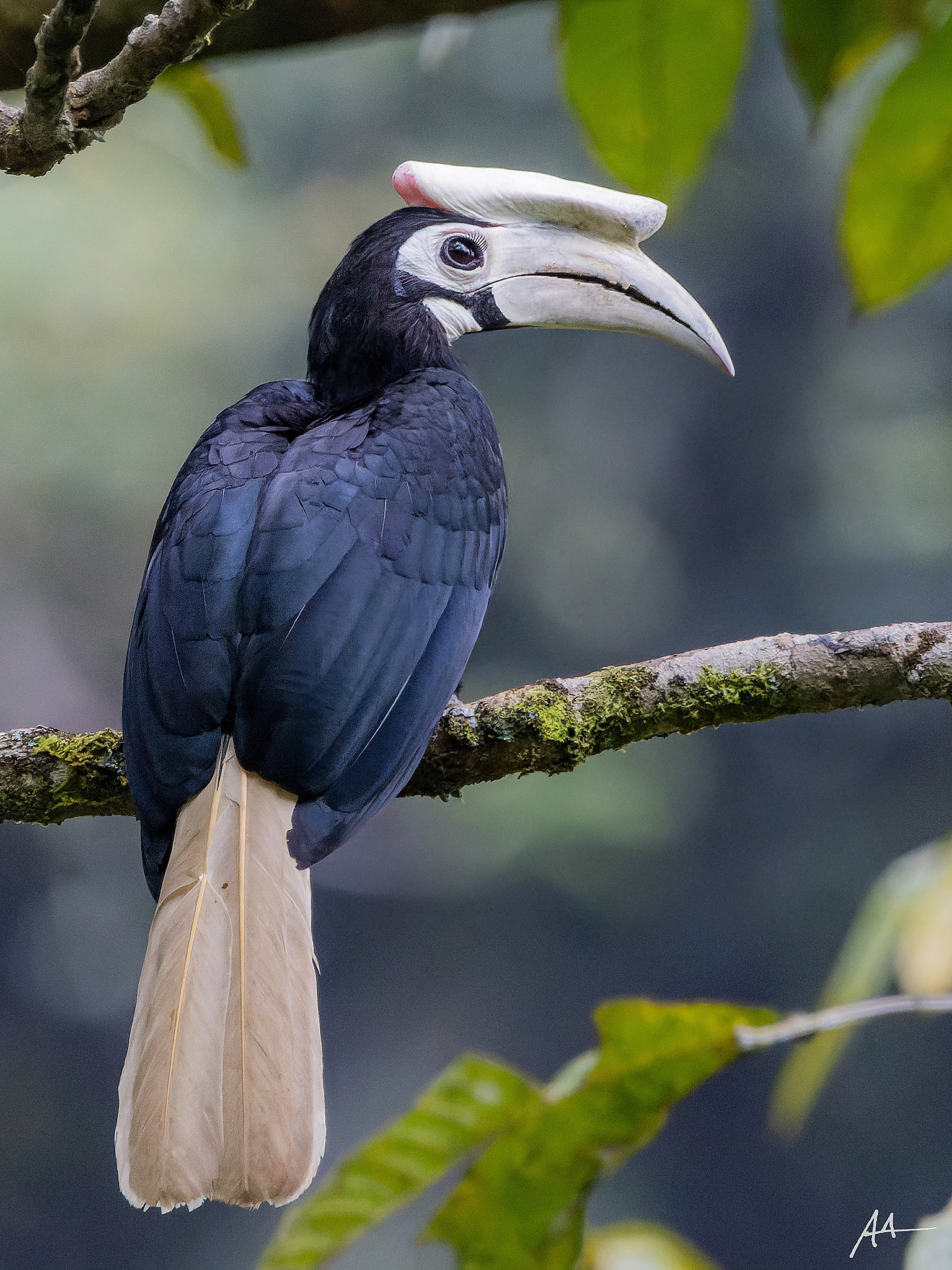 Palawan Hornbill