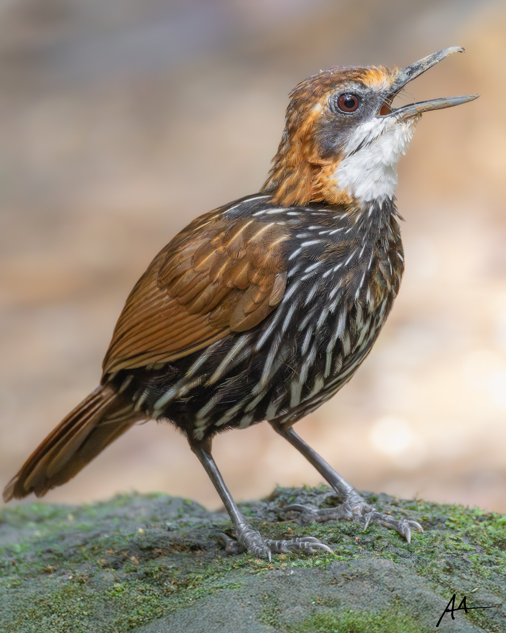 Falcated Wren-Babbler | January 2025 | Puerto Princesa, Palawan