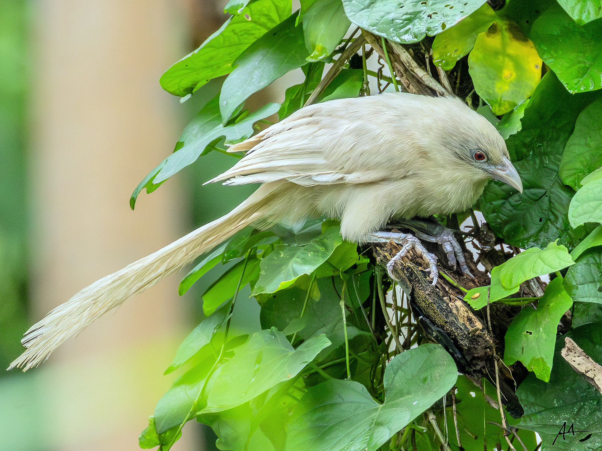 Philippine Coucal (White Morph)