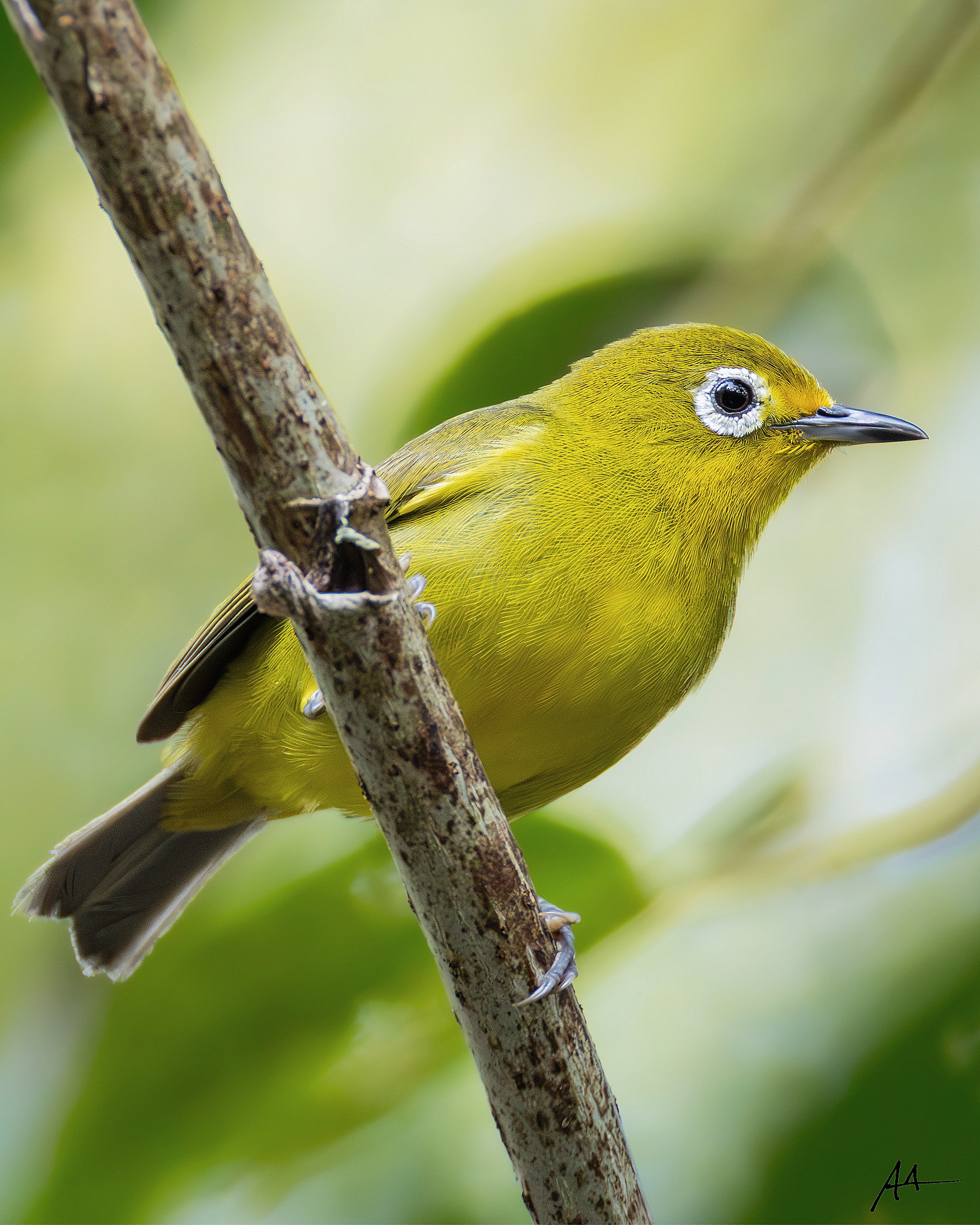 Yellowish White-eye
