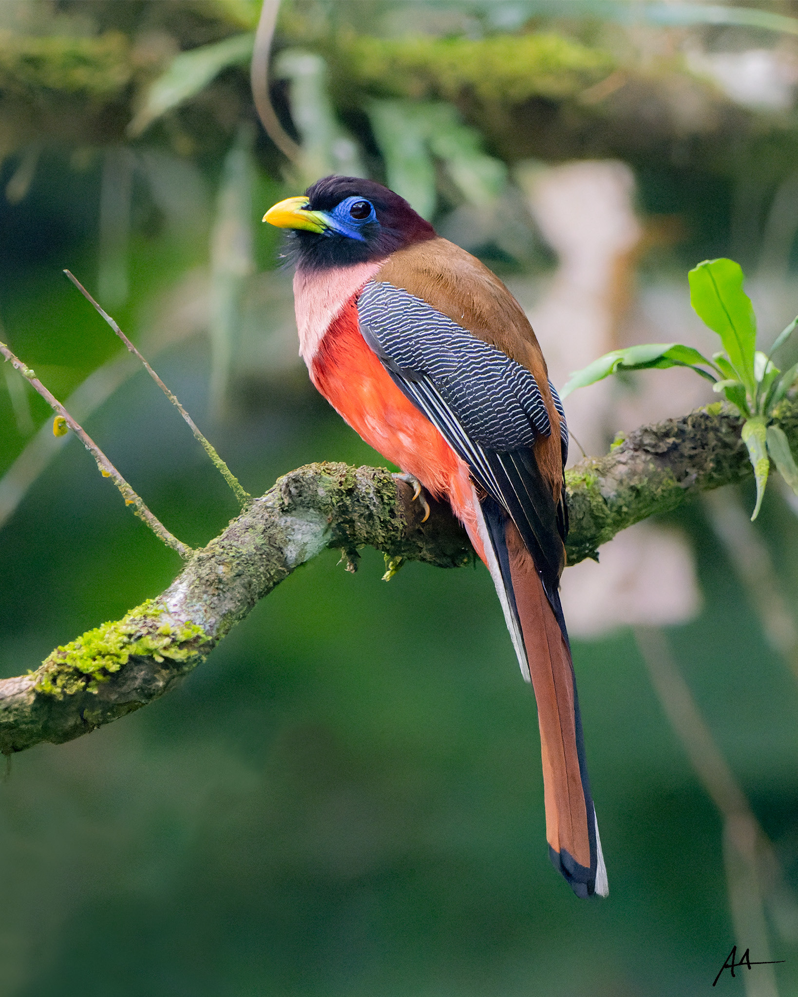 Philippine Trogon (Male)