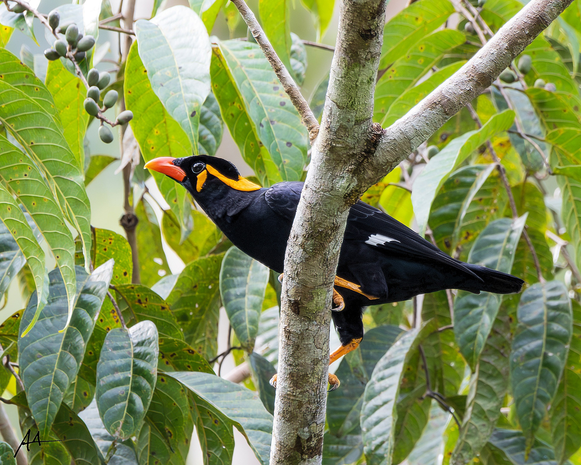 Common Hill Myna | January 2024 | Puerto Princesa, Palawan