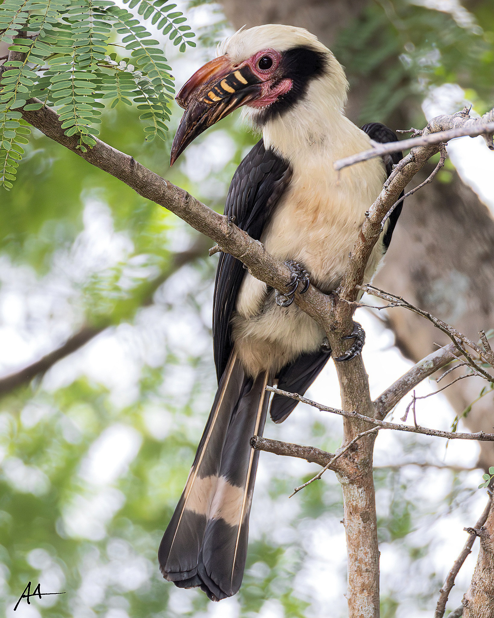 Luzon Hornbill (Male)
