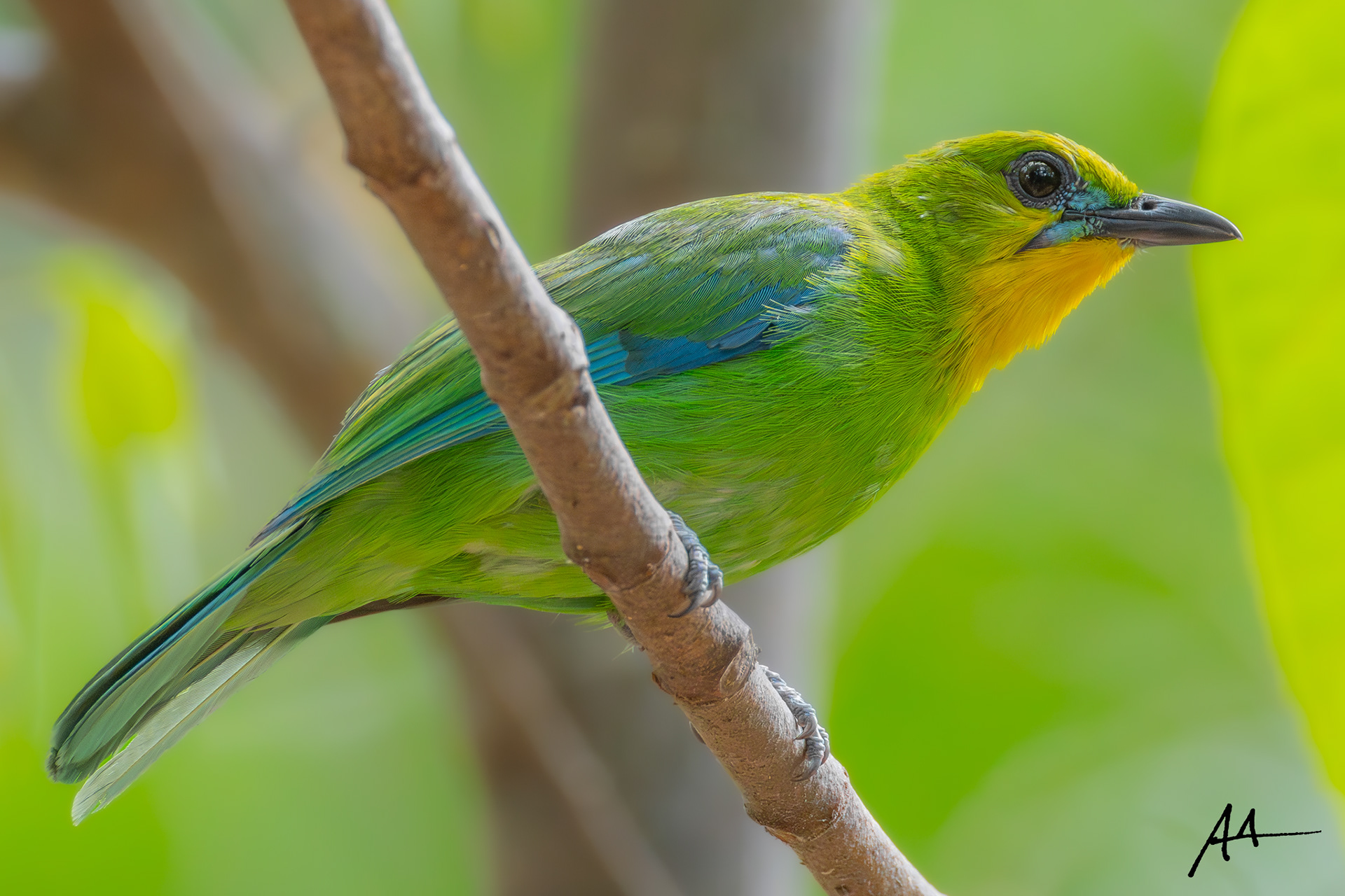 Yellow-throated Leafbird | May 2024 | Coron, Palawan