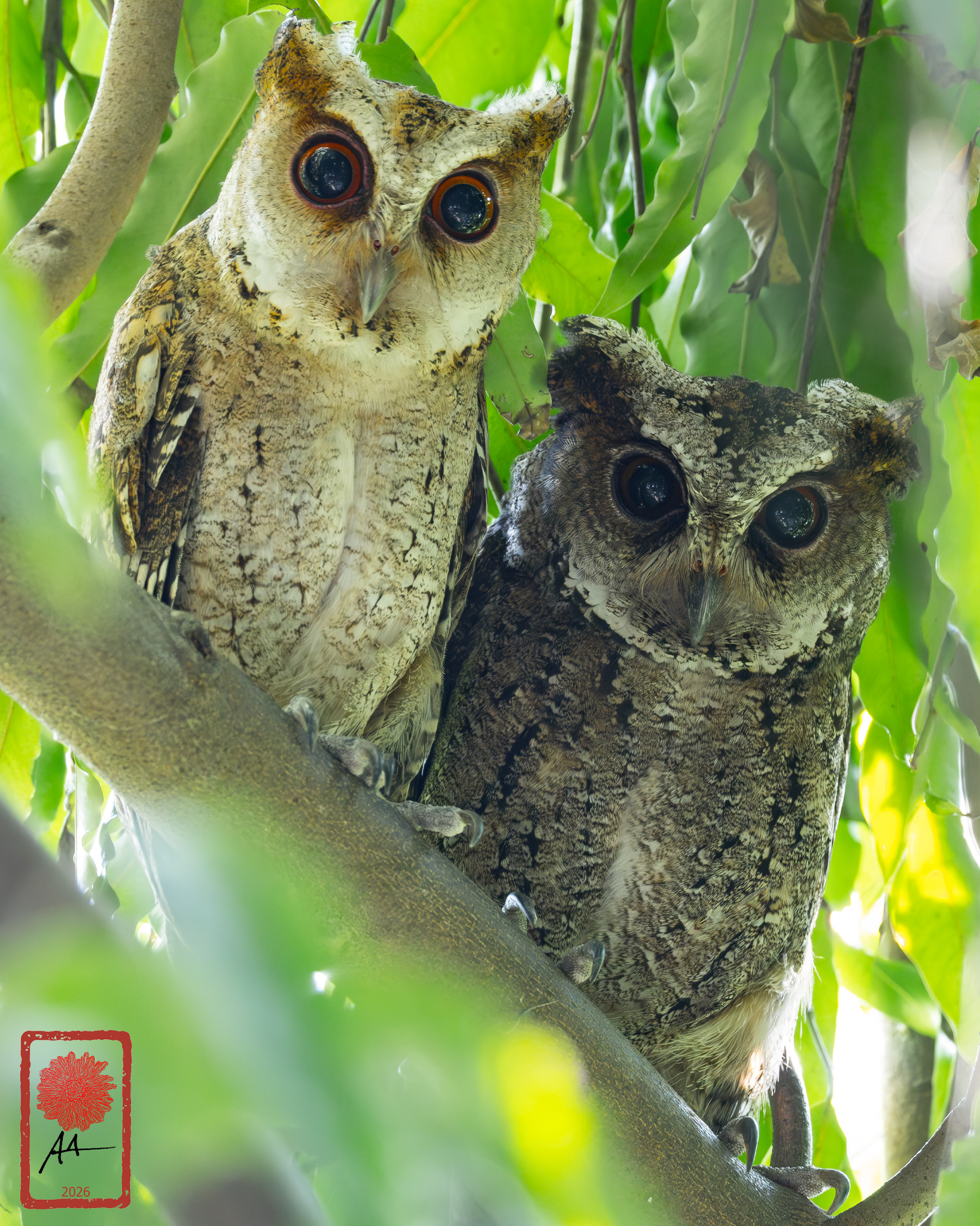 Philippine Scops Owl pair