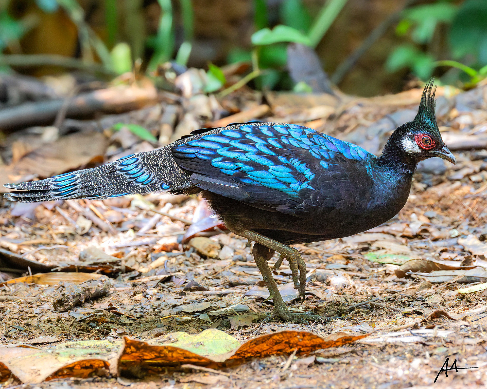 Palawan Peacock Pheasant | January 2025 | Puerto Princesa, Palawan