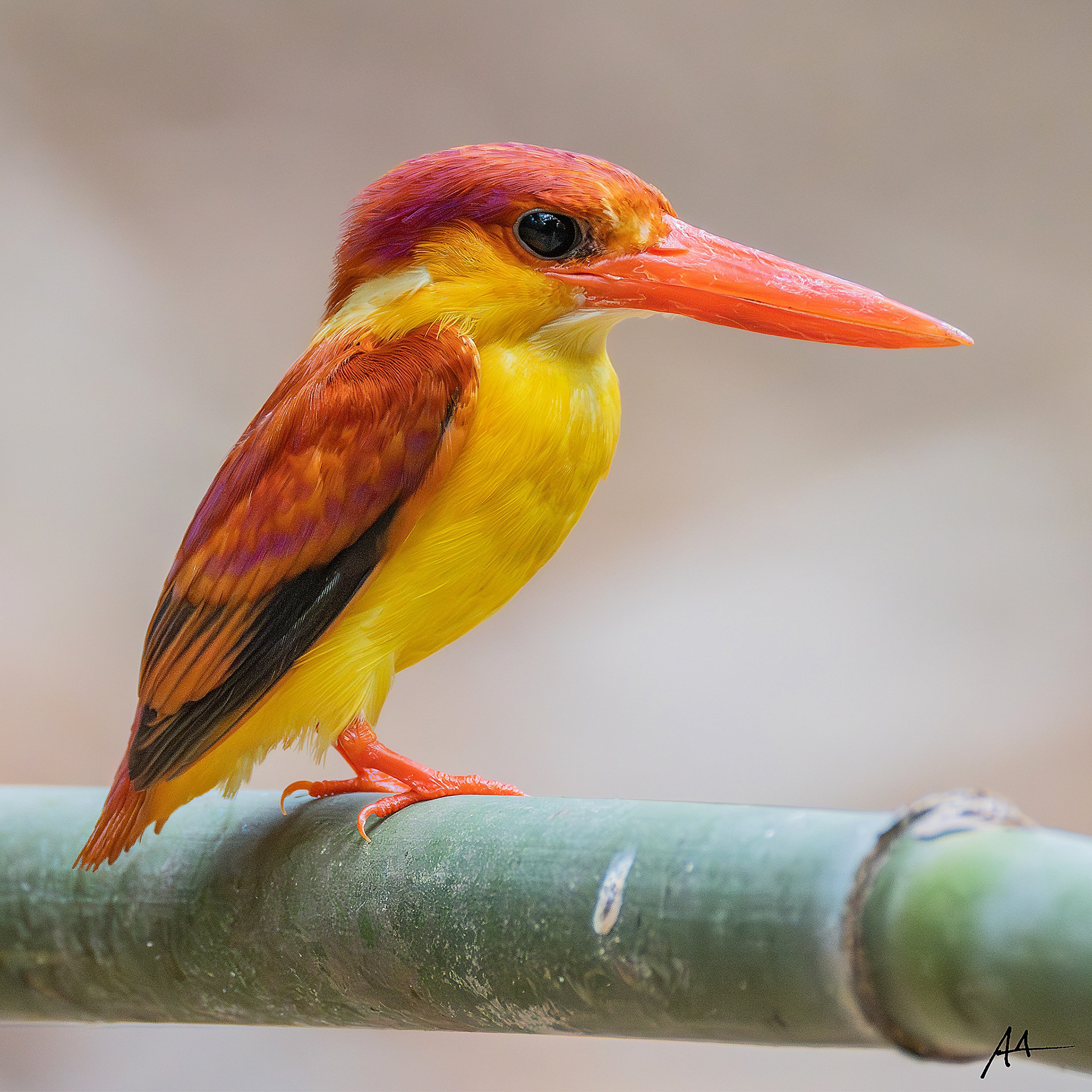 Rufous-backed Dwarf Kingfisher | May 2024 | Coron, Palawan