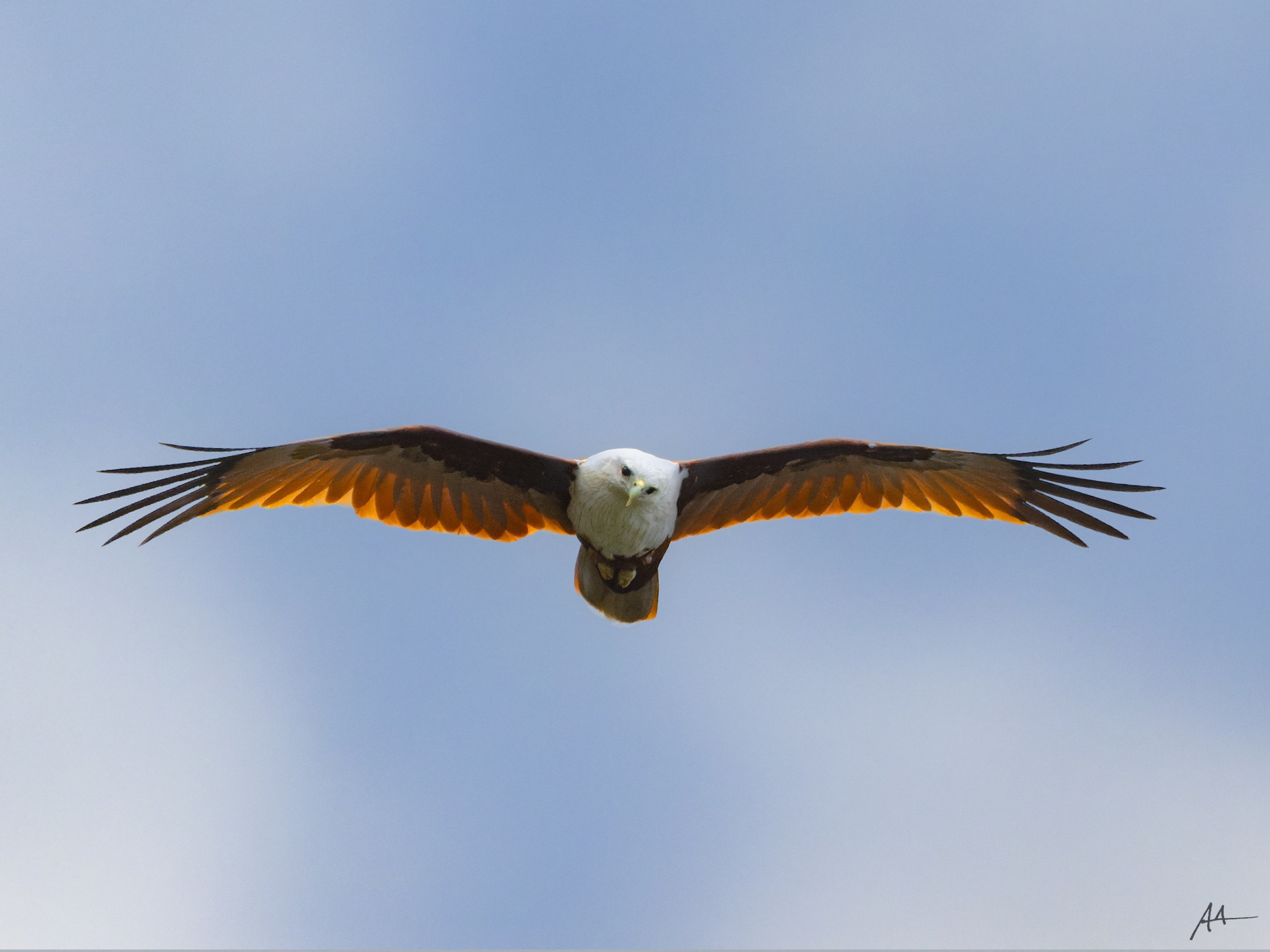 Brahminy Kite