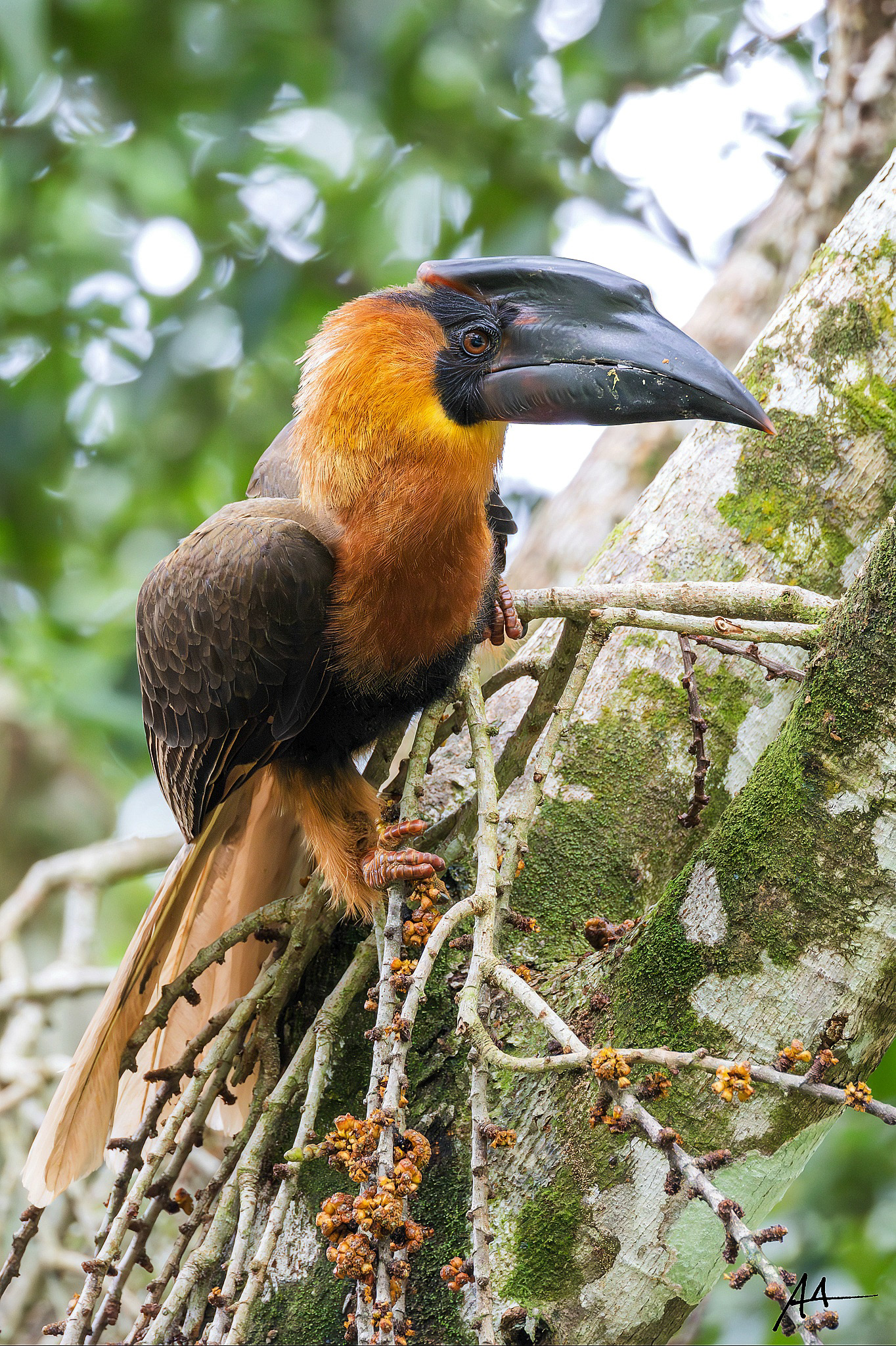 Northern Rufous Hornbill