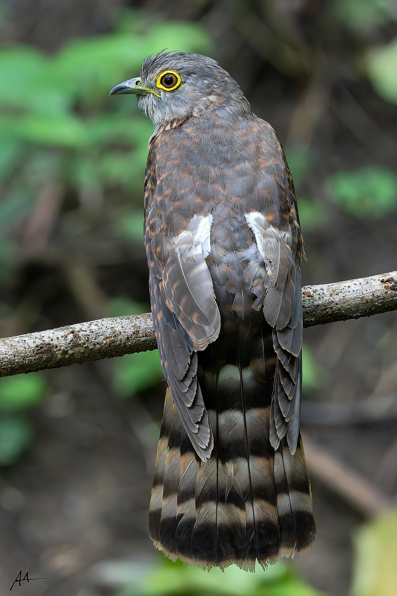 Philippine Hawk Cuckoo