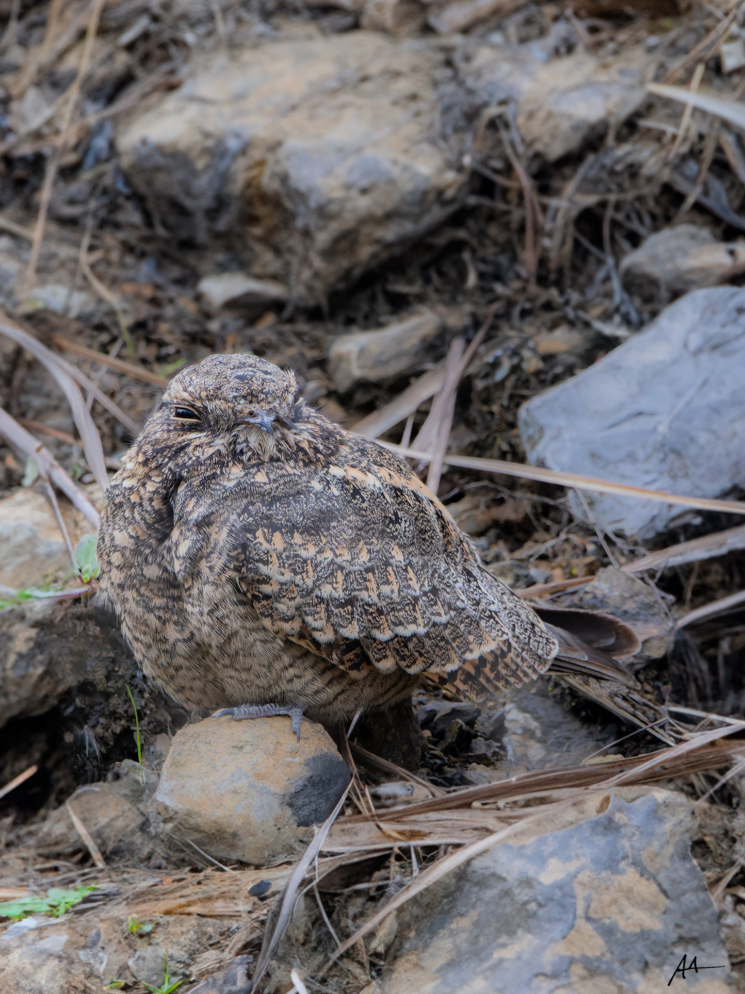 Chirruping Nightjar
