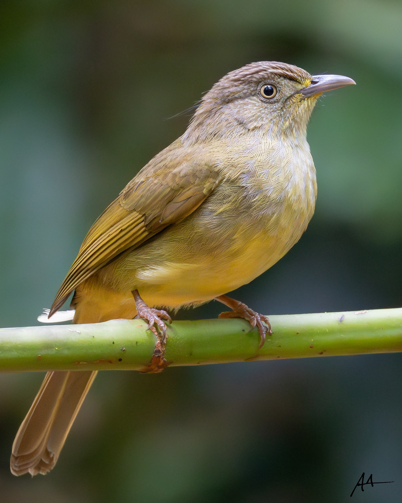Sulphur-bellied Bulbul | January 2025 | Puerto Princesa, Palawan